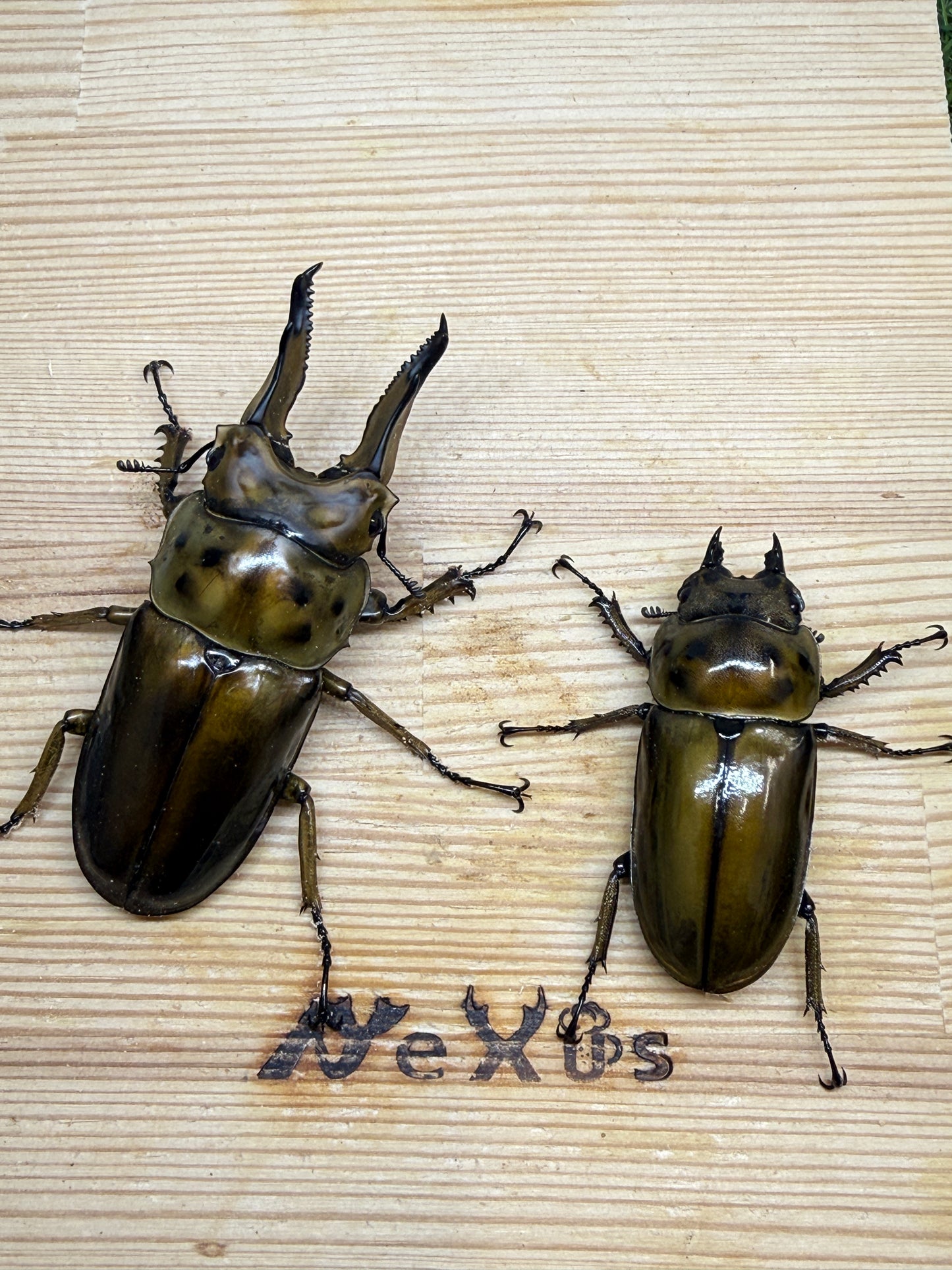 ババオウゴンオニクワガタ ♂74.7mm成虫ペア
