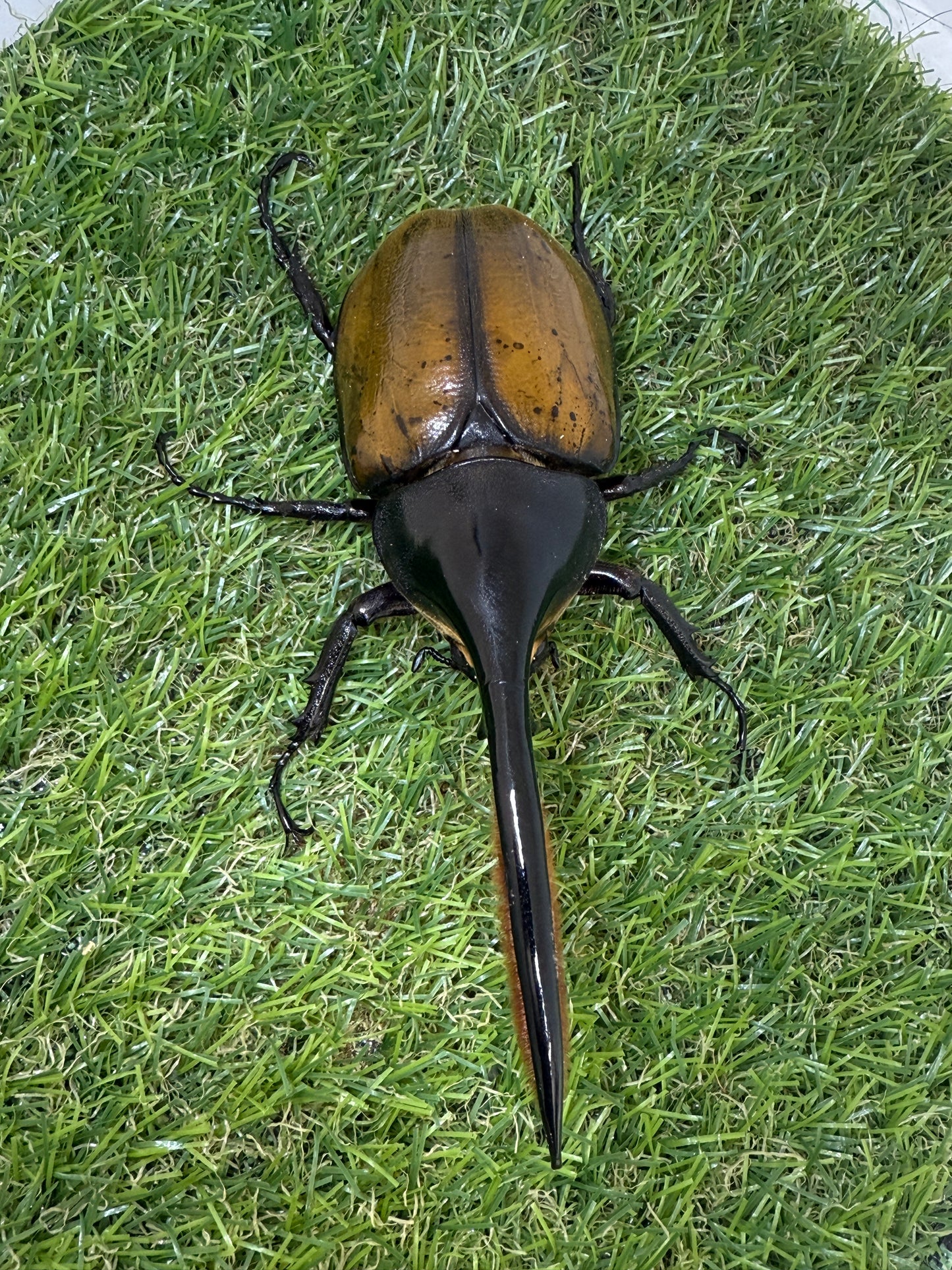 DH・エクアトリアヌス ♂140mm成虫ペア