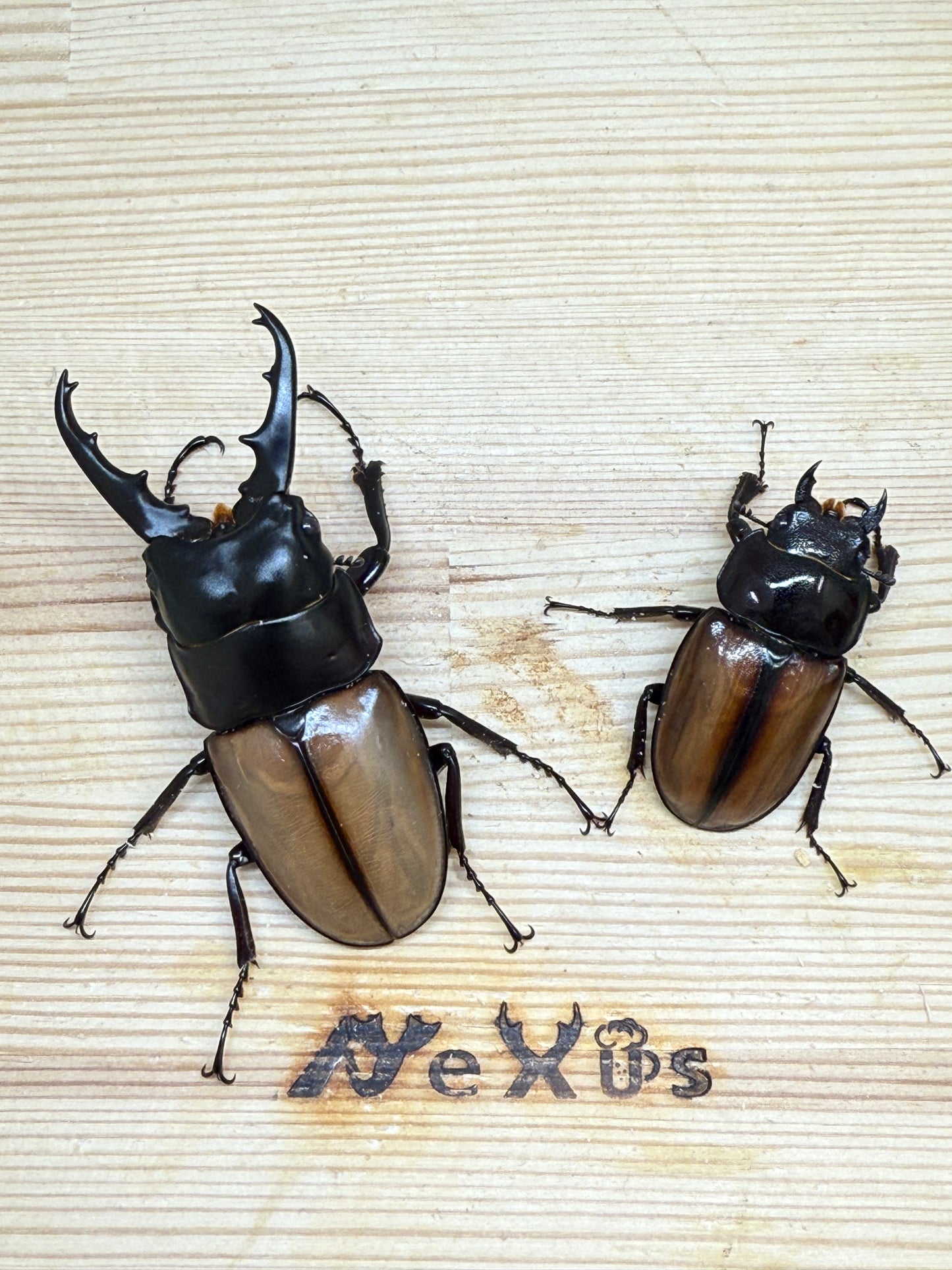 ラフェルトノコギリクワガタ ♂70mm成虫ペア