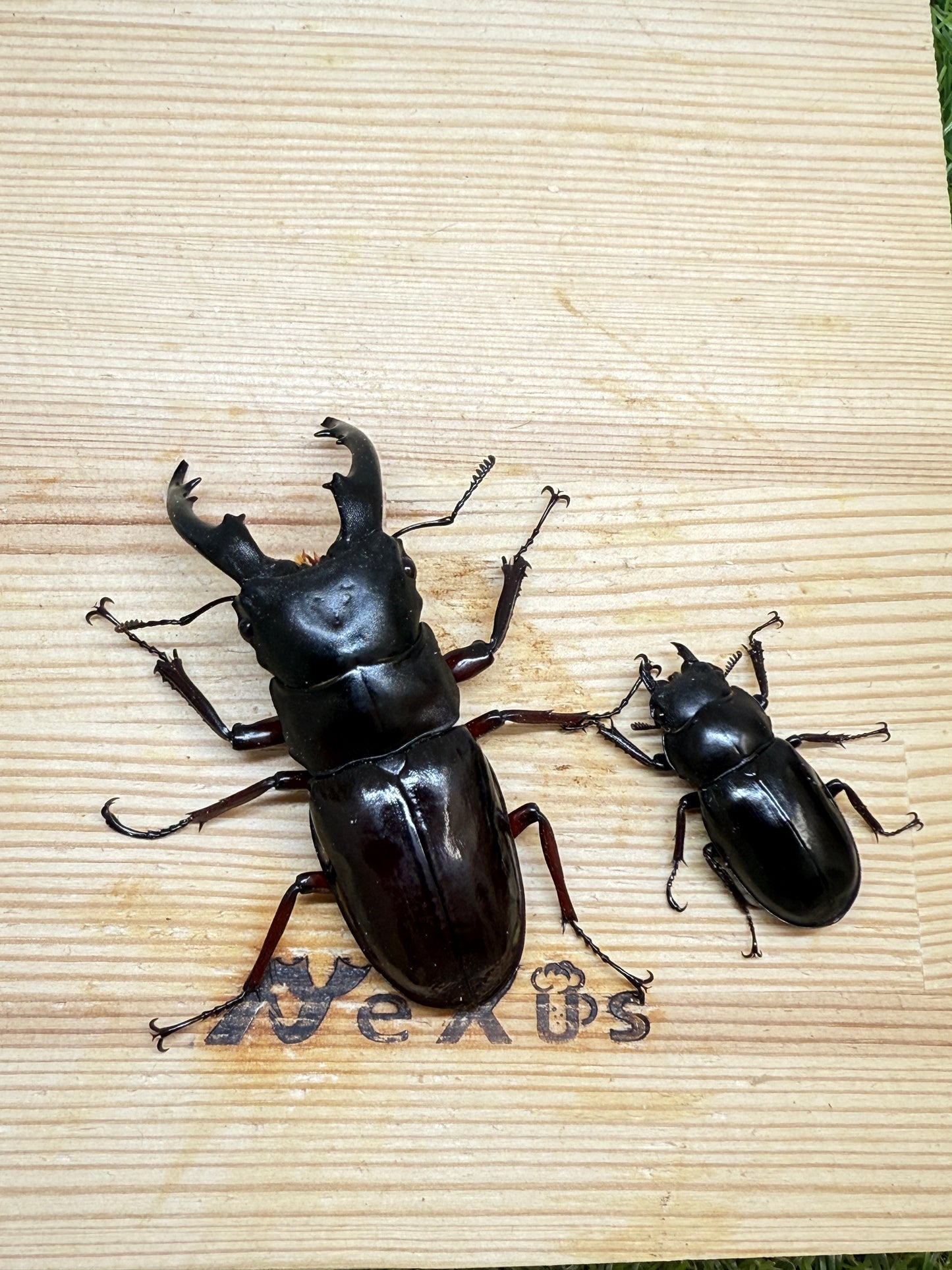 ボーリンフタマタクワガタ亜種バミノルム ♂68mm成虫ペア