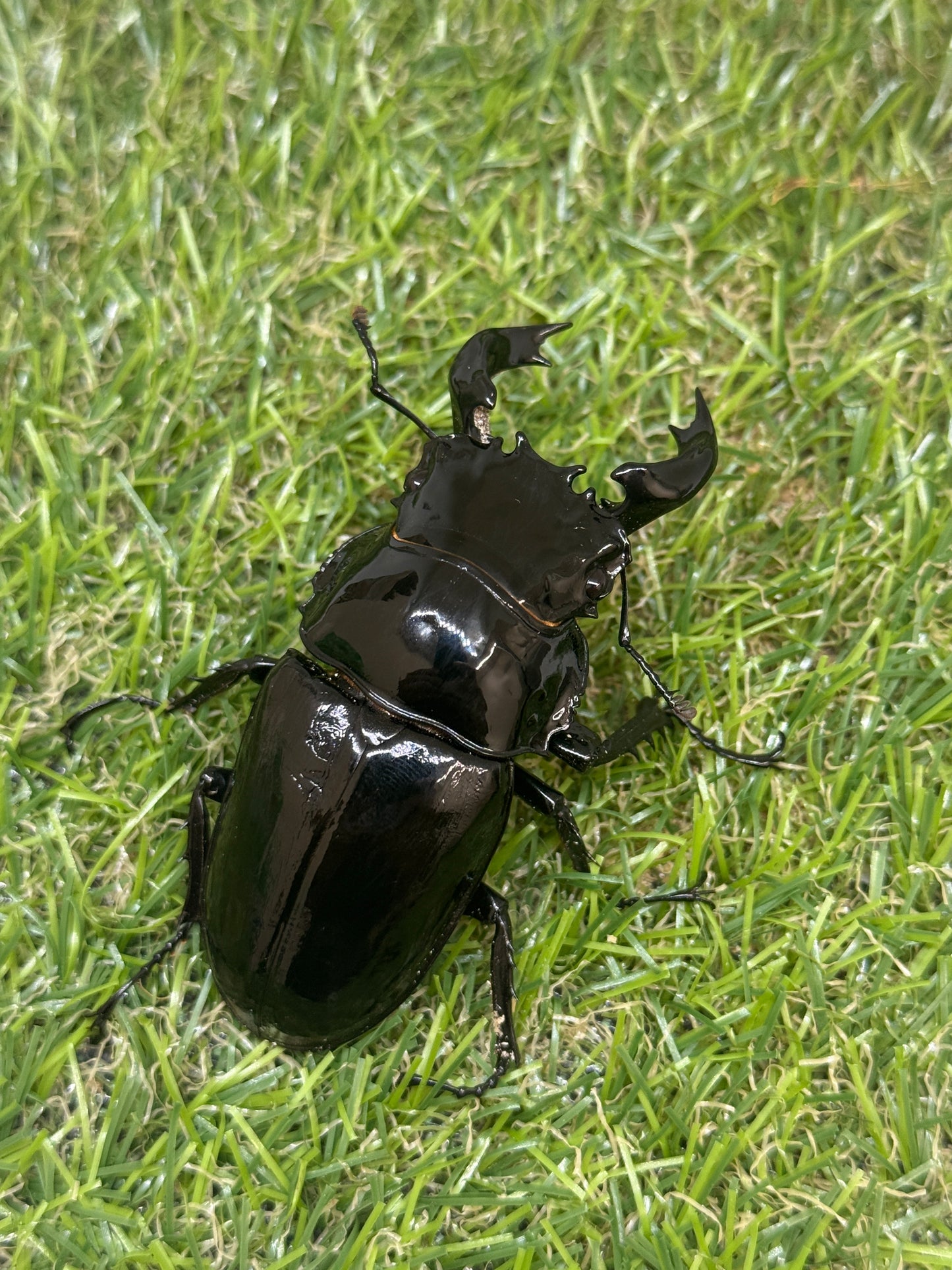 タランドゥスオオツヤクワガタ ♂73.6mm単品