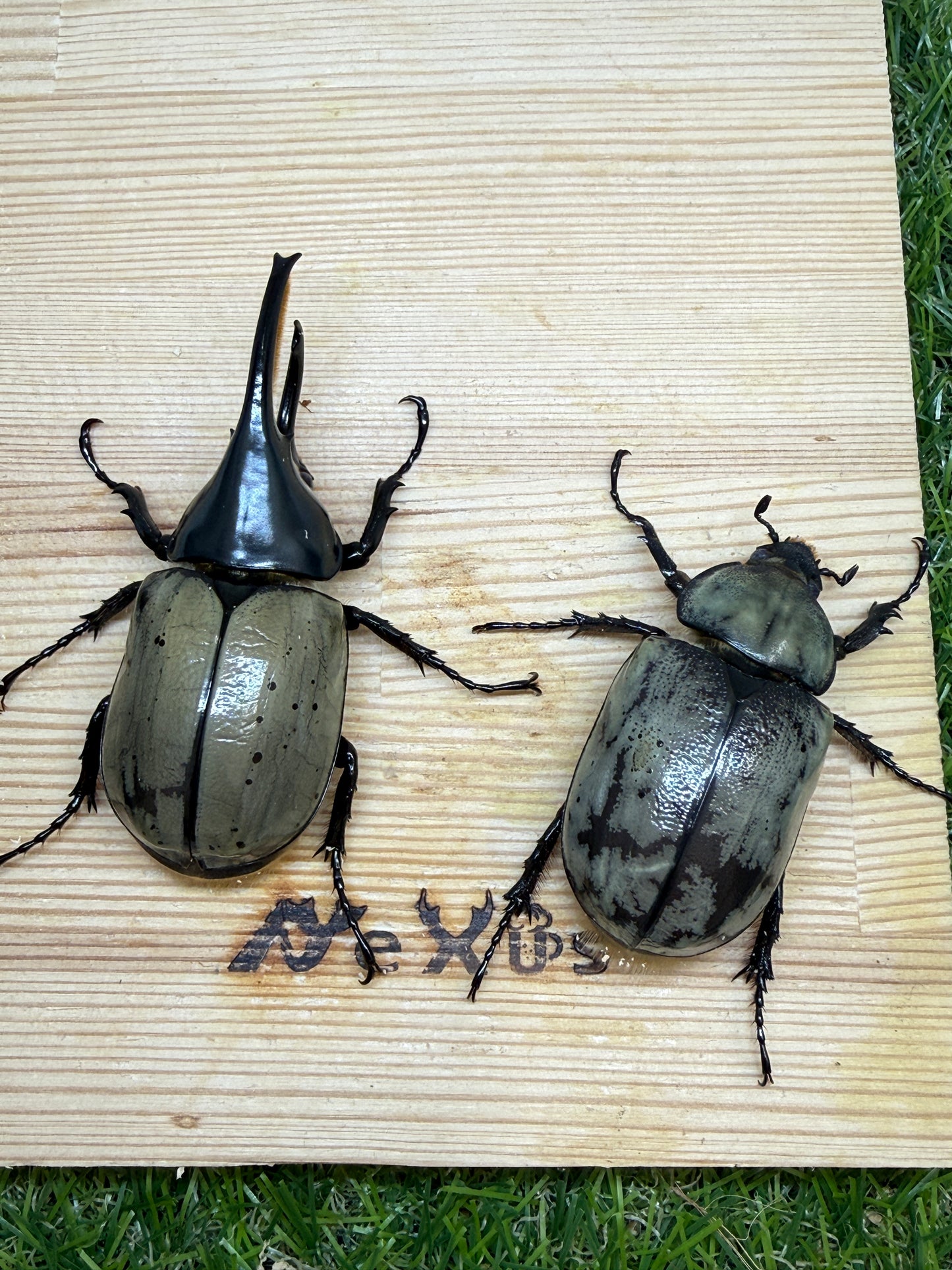 グラントシロカブト ♂72mm成虫ペア