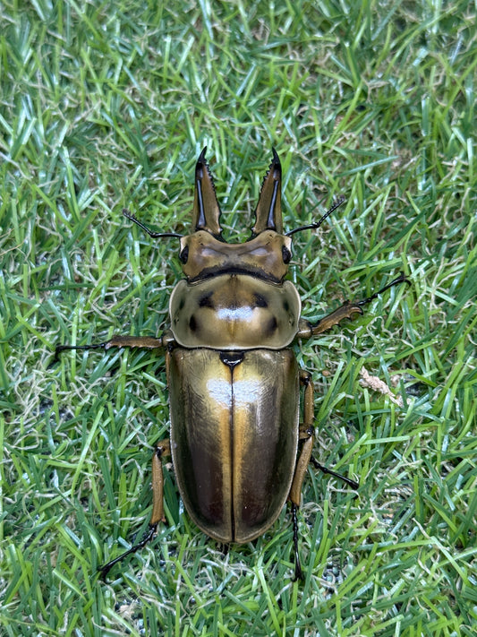 ババオウゴンオニクワガタ ♂62.8mm成虫ペア