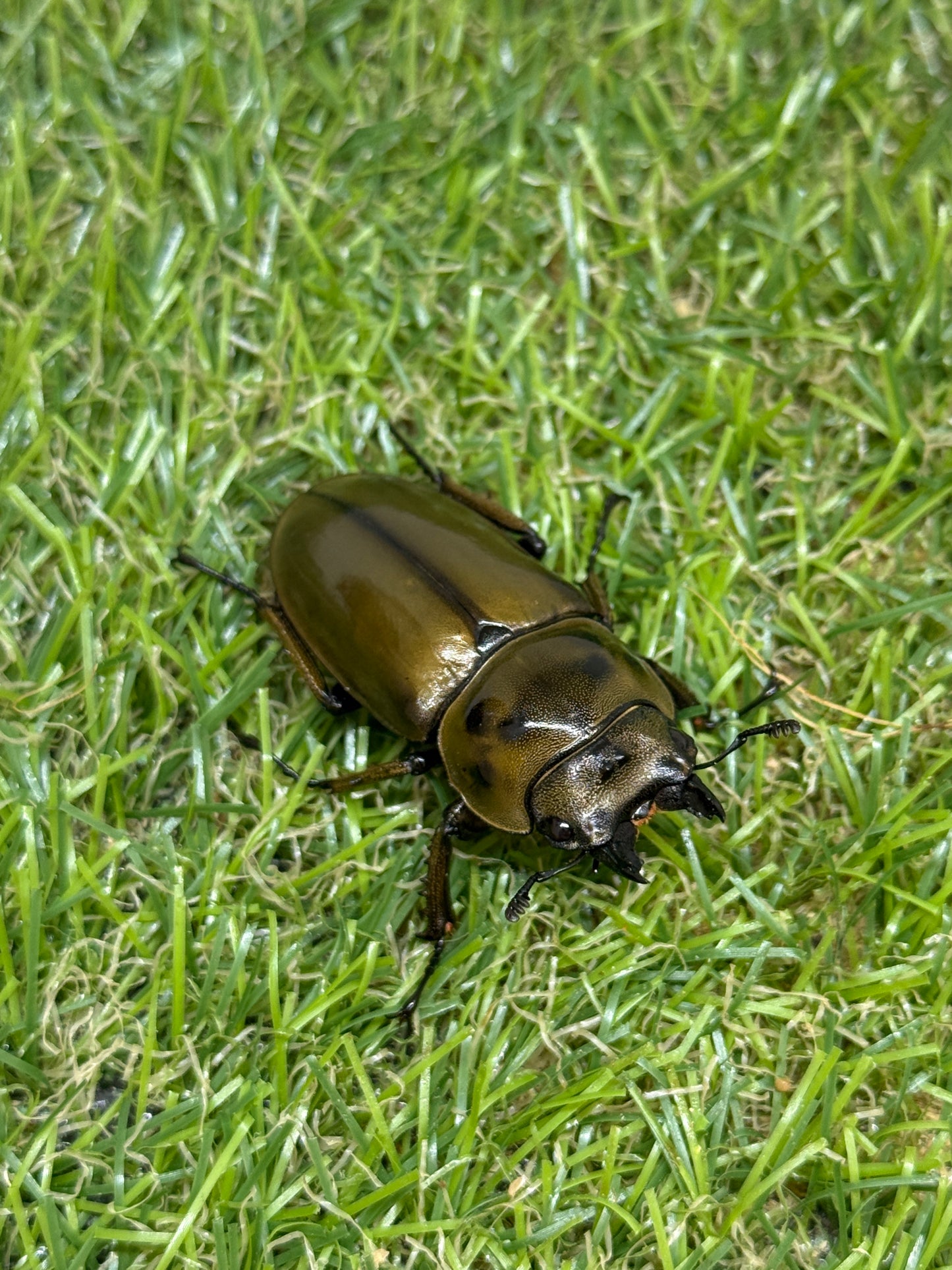ババオウゴンオニクワガタ ♂52mm成虫ペア