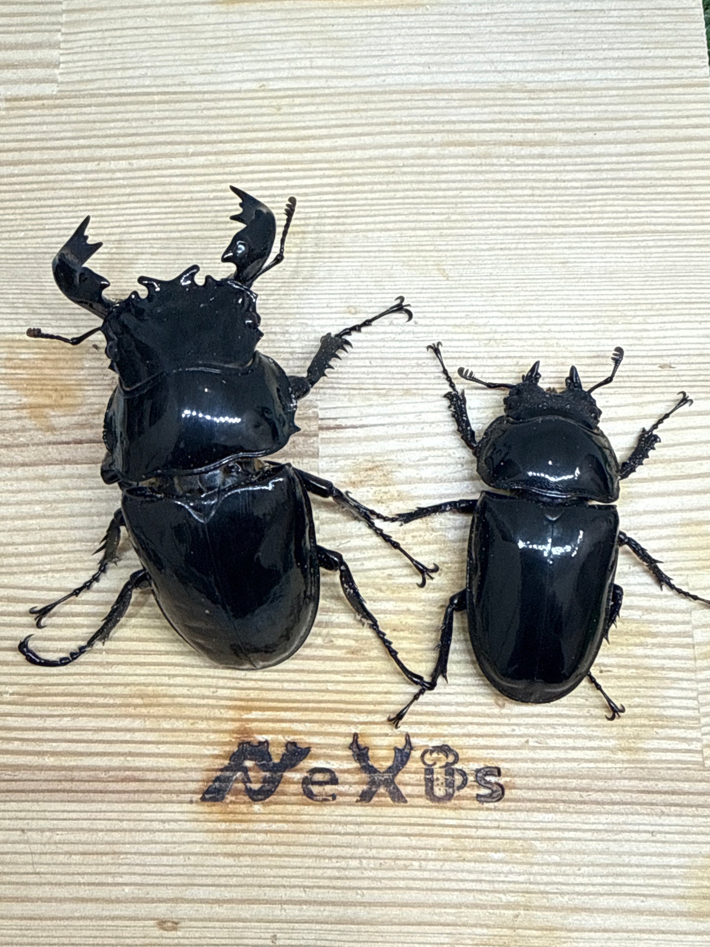 タランドゥスオオツヤクワガタ ♂78.3mm成虫ペア