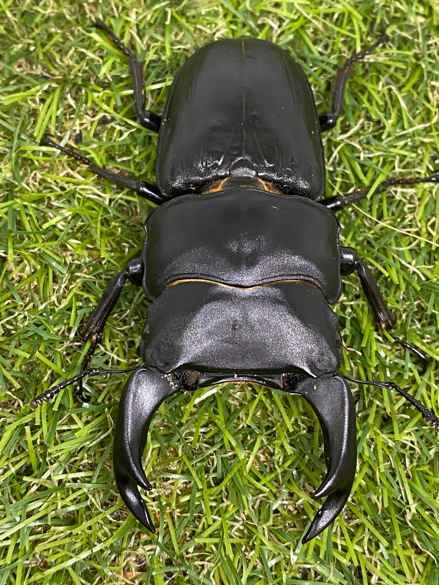 オオクワガタ 奈良輪川西 幼虫1頭 親♂85.1mm(レイティング509.462)×♀53.3mm