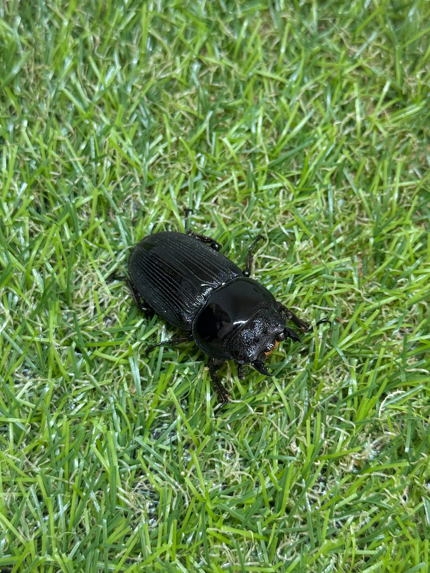 クルビデンスオオクワガタ ♂67mm成虫ペア