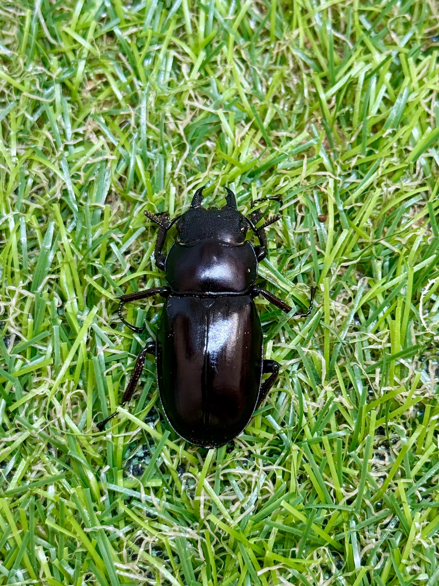 ボーリンフタマタクワガタ亜種バミノルム ♂68mm成虫ペア