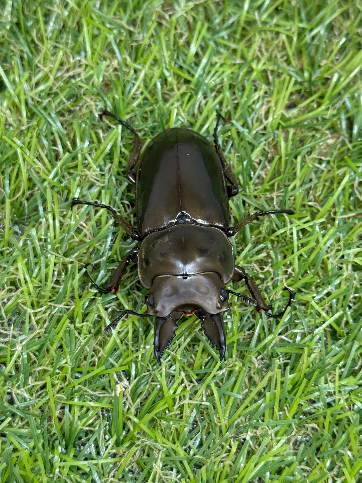 ババオウゴンオニクワガタ ♂50.8mm成虫ペア