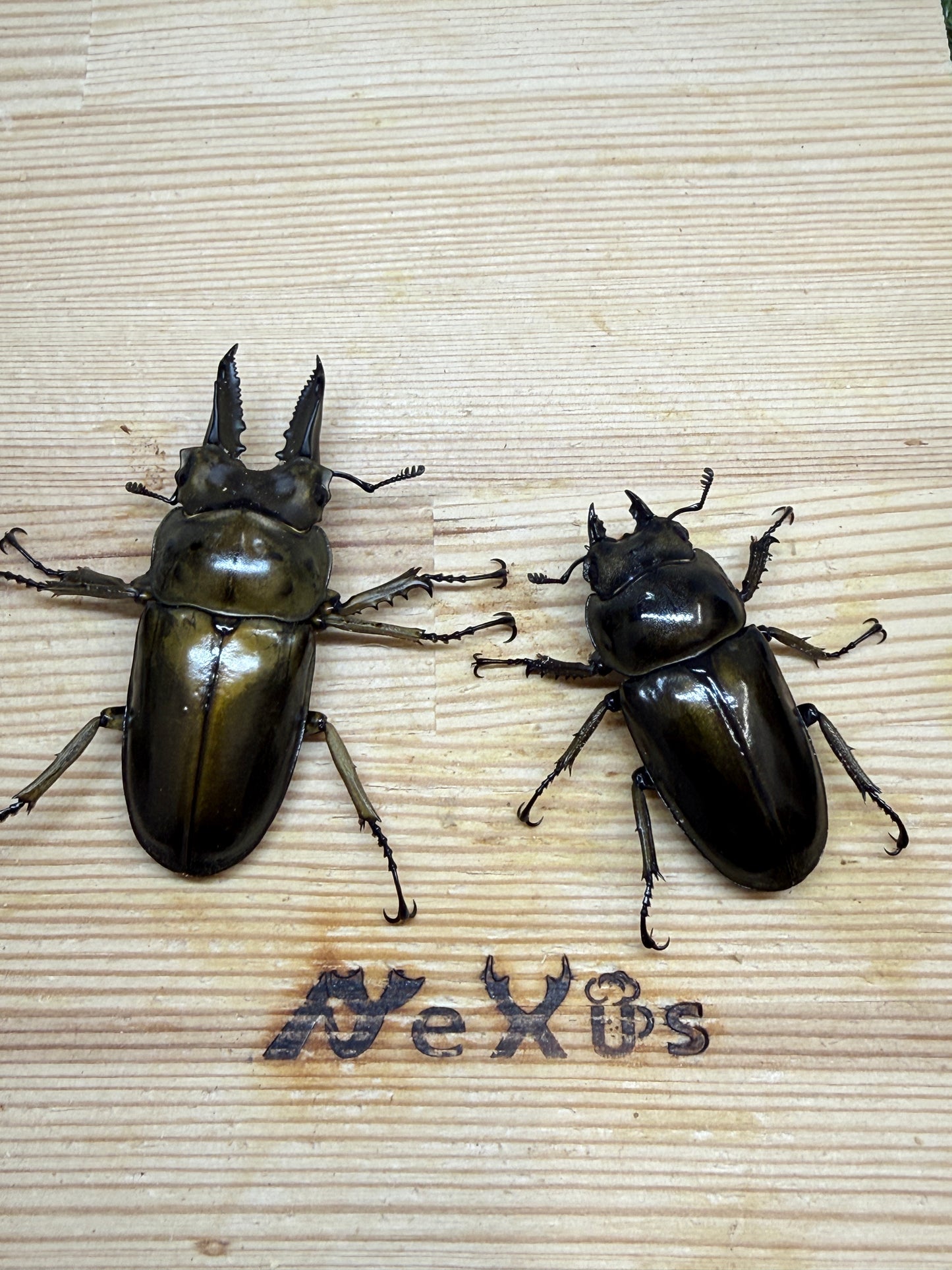 ババオウゴンオニクワガタ ♂58.3mm成虫ペア 即ブリード可能