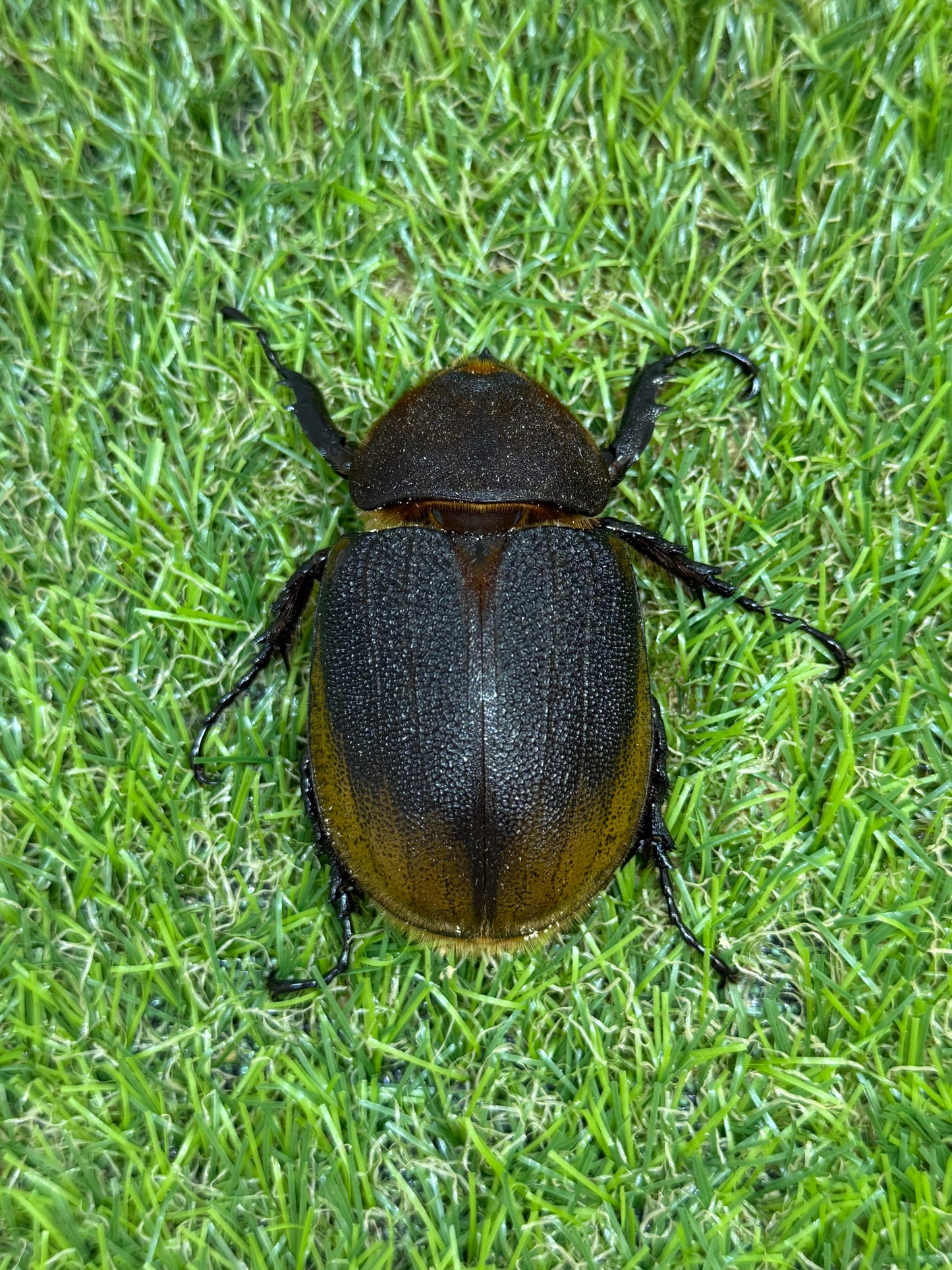 DH・エクアトリアヌス ♂124mm成虫ペア