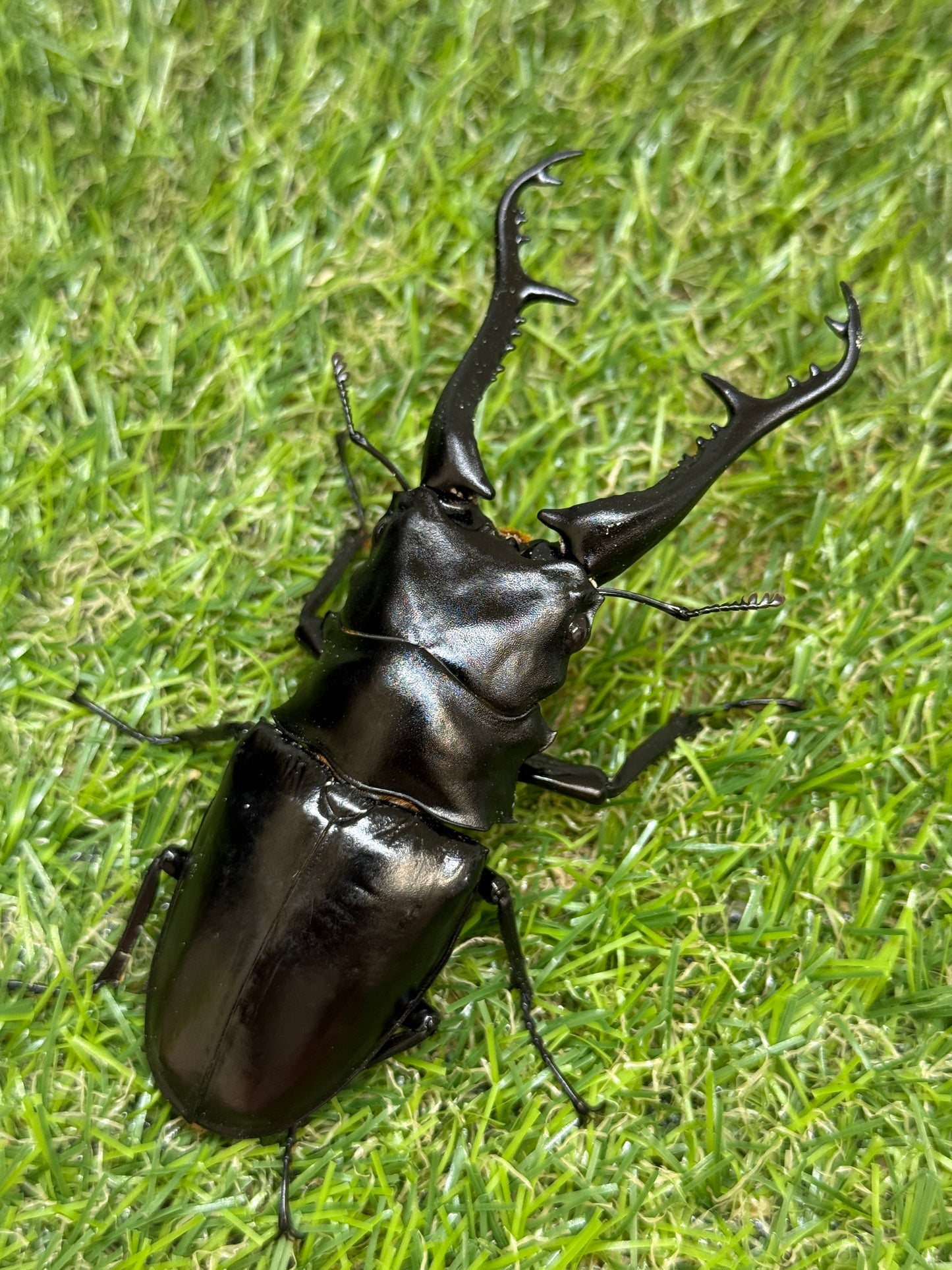 ギラファノコギリクワガタ原名亜種 ♂102.6mm成虫ペア