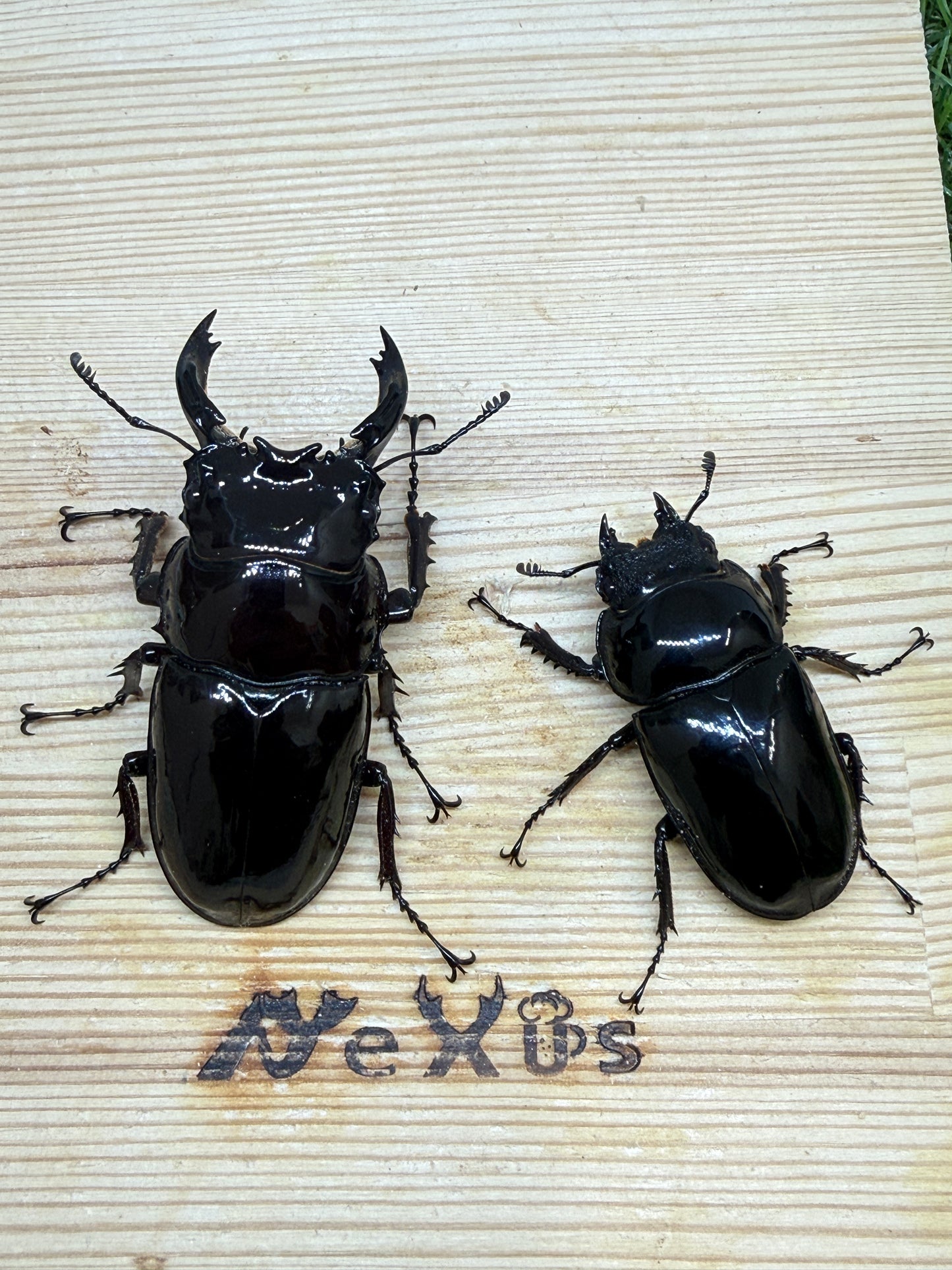 レギウスオオツヤクワガタ ♂65.8mm成虫ペア