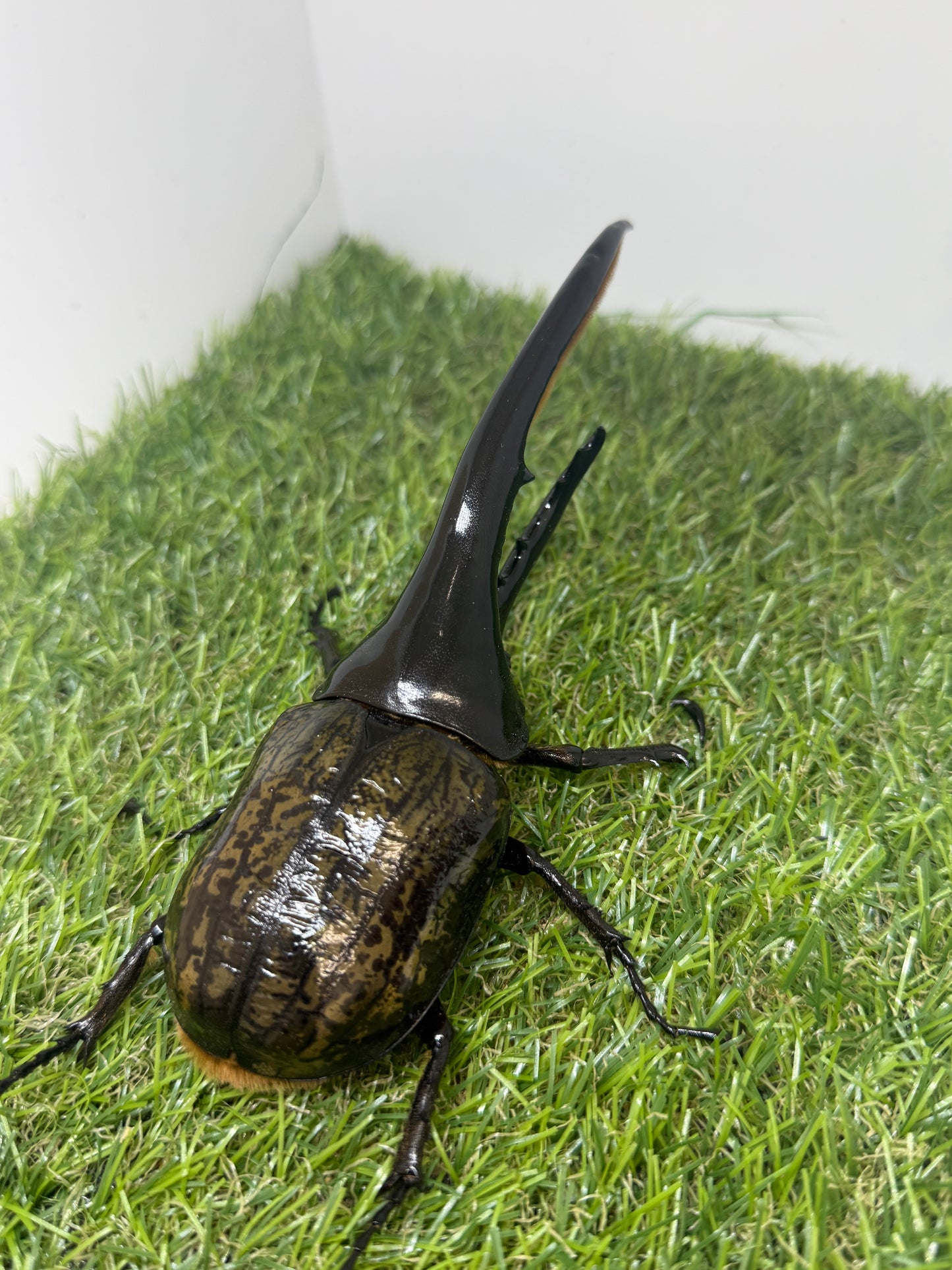 DH・ヘラクレス ♂150mm単品