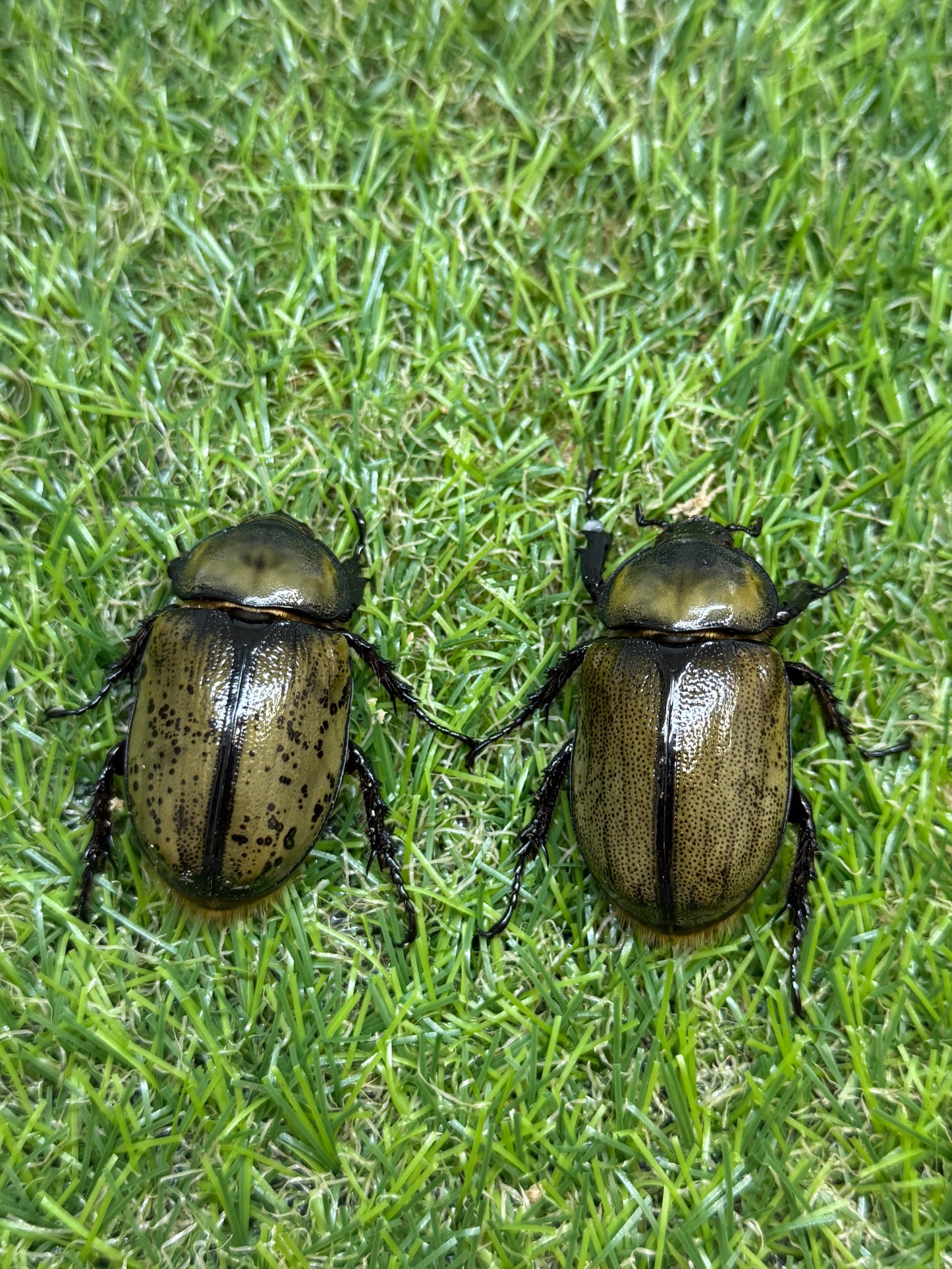 ティティウスシロカブト ♂49.8mm成虫トリオ