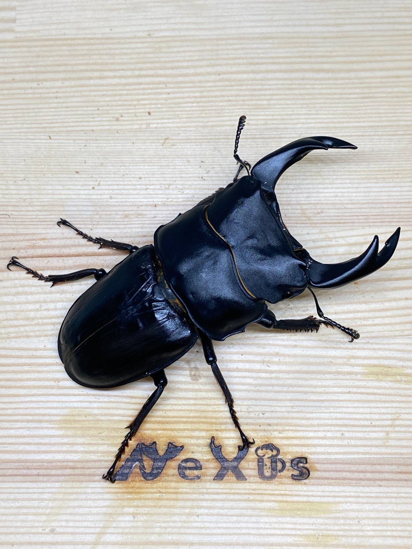 オオクワガタ 奈良輪川西 幼虫1頭 親♂85.1mm(レイティング509.462)×♀53.3mm