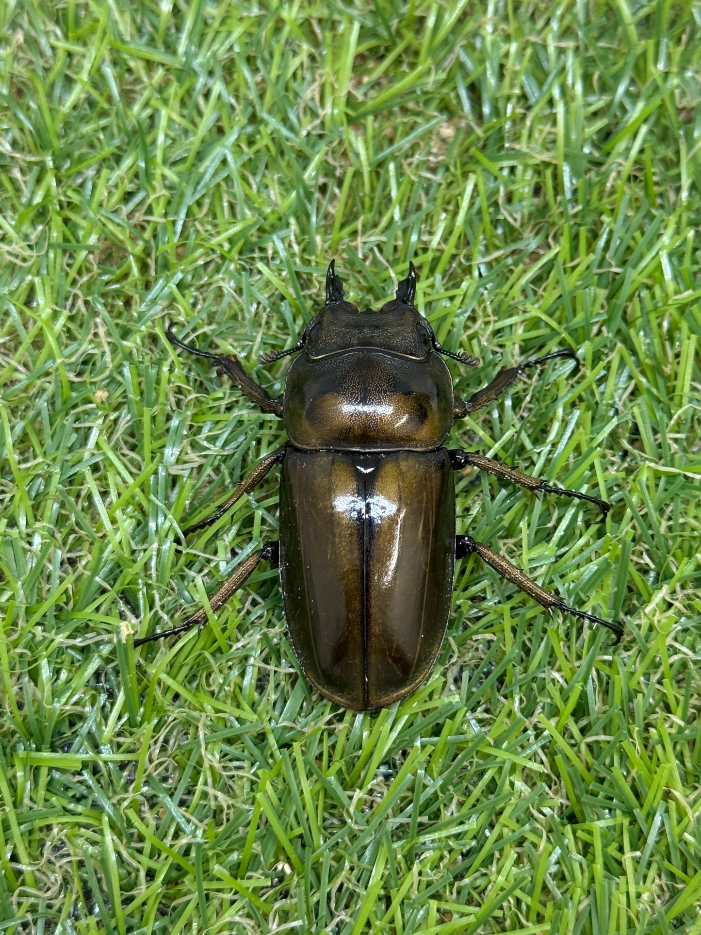 ババオウゴンオニクワガタ ♂50.6mm成虫ペア