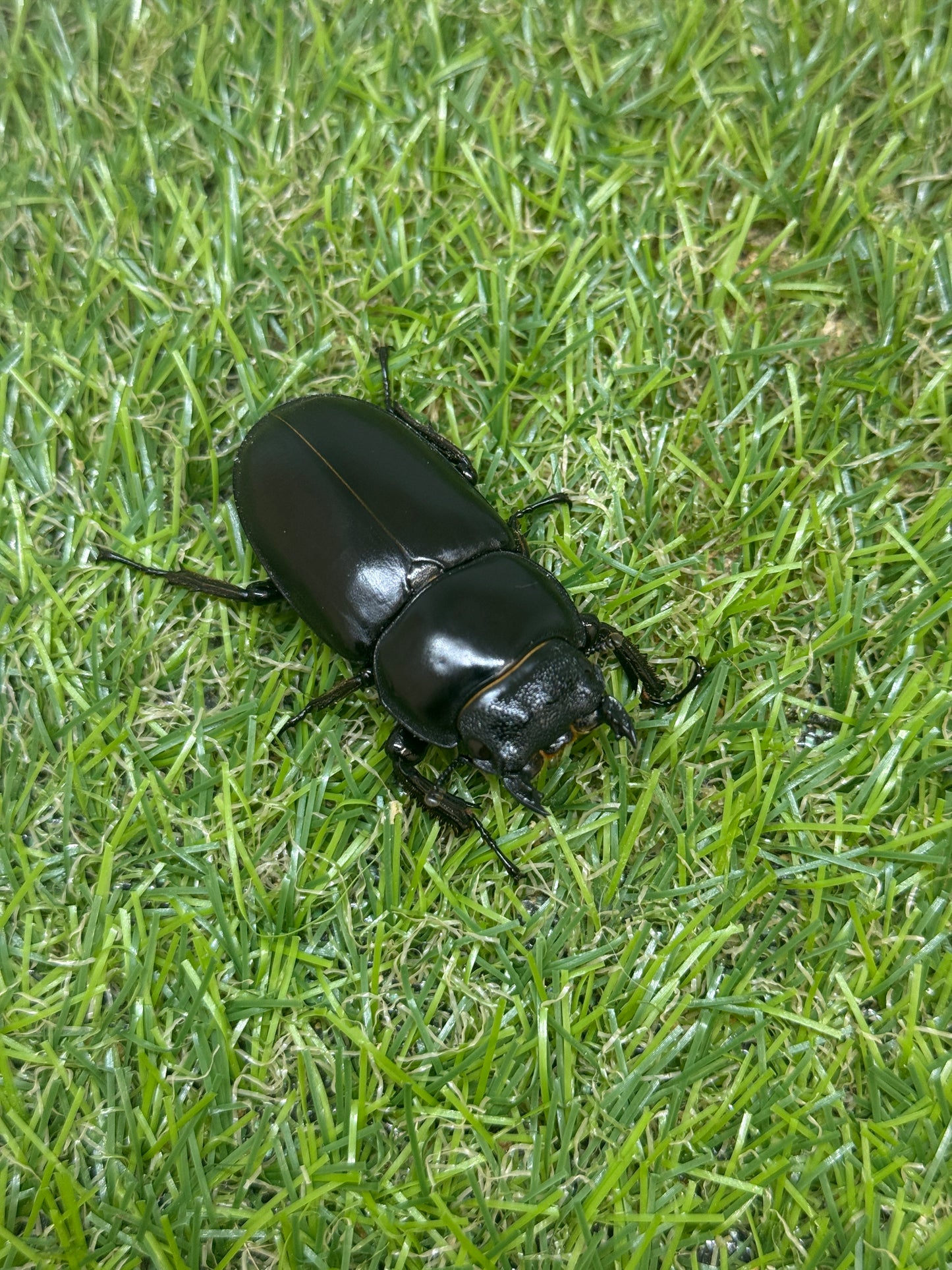 インドアンタエウスオオクワガタ ♂79mm成虫ペア