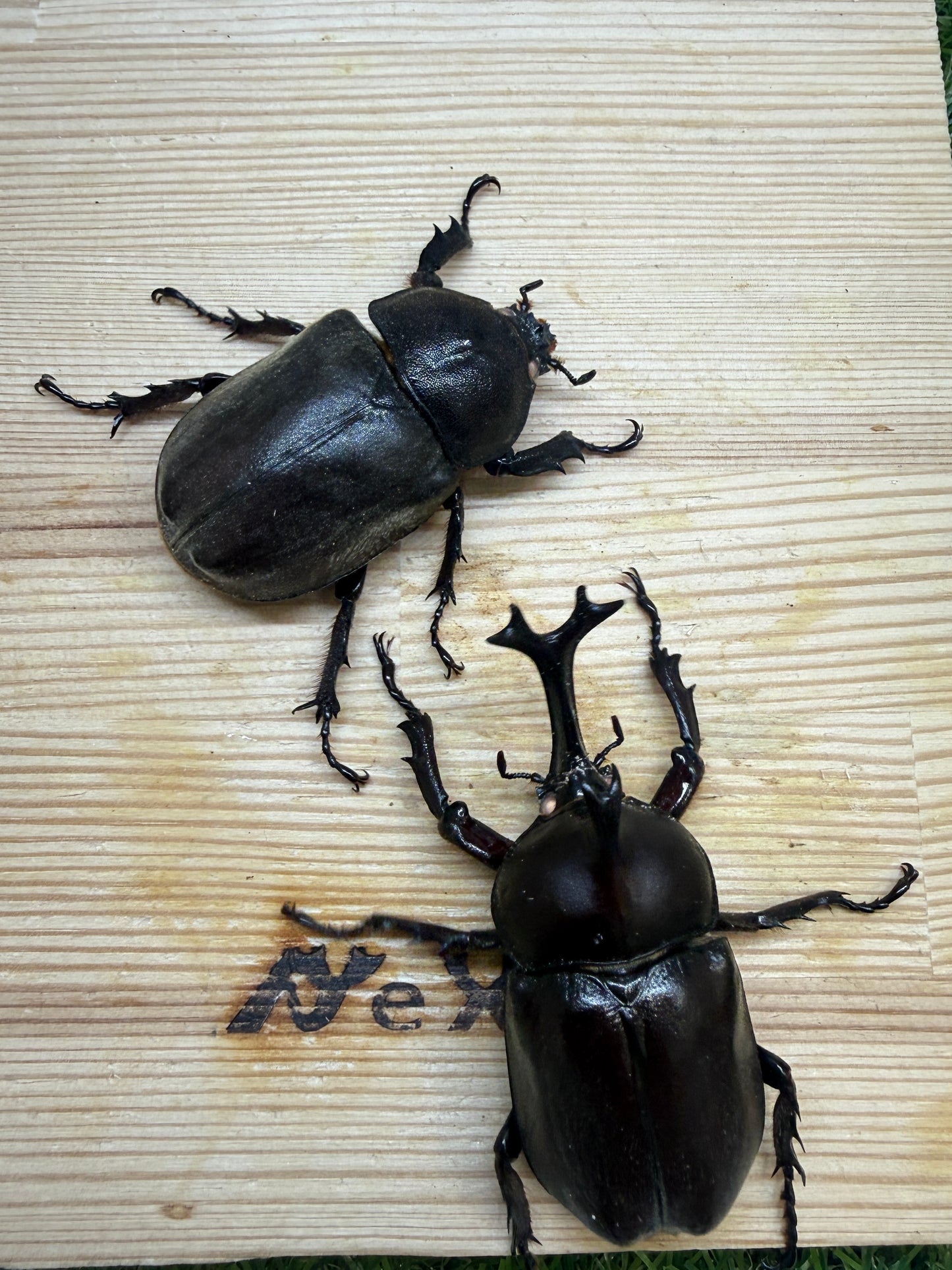 カブトムシ(ホワイトアイ血統) サイズfree成虫ペア