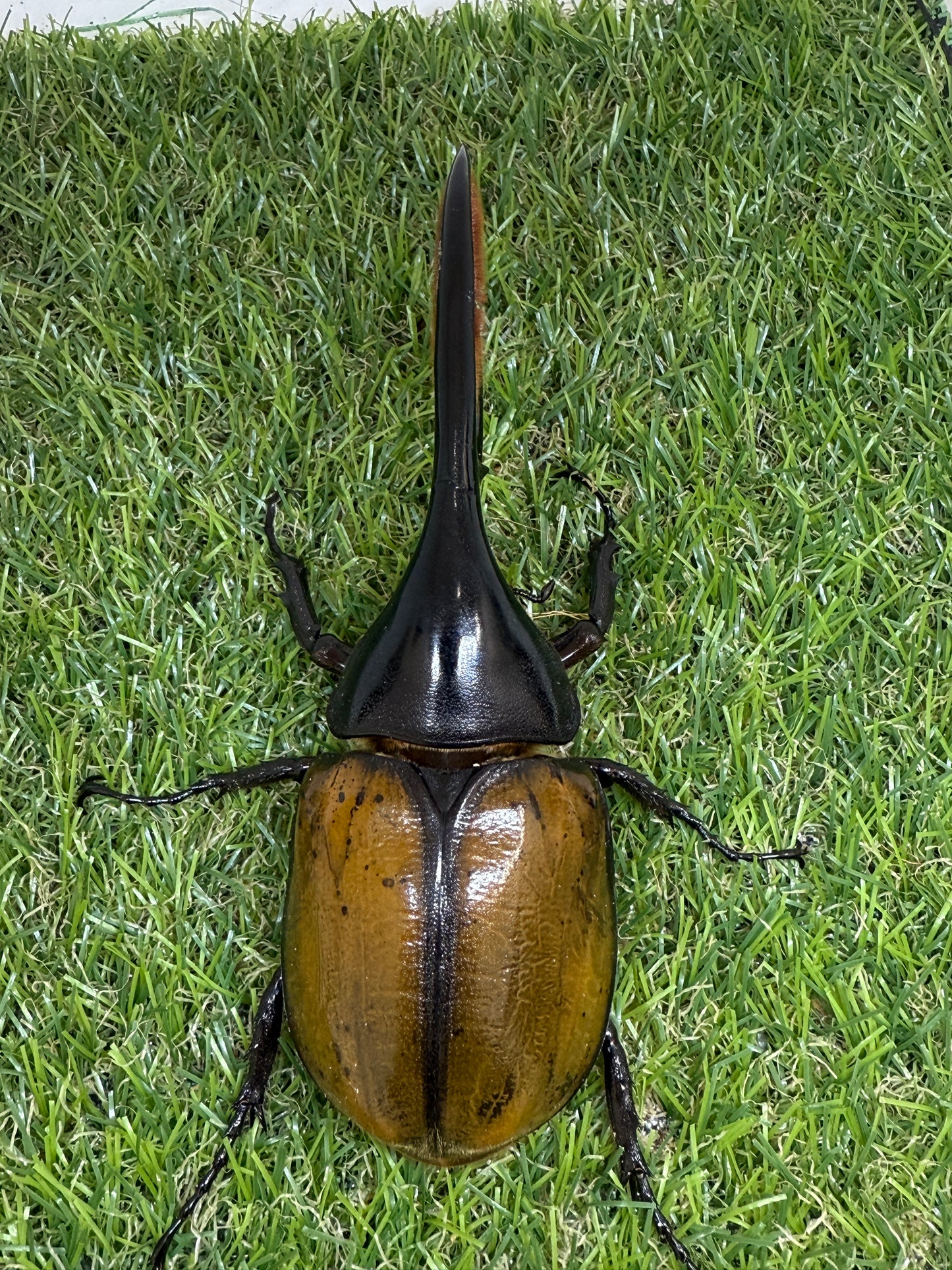 DH・エクアトリアヌス ♂140mm成虫ペア