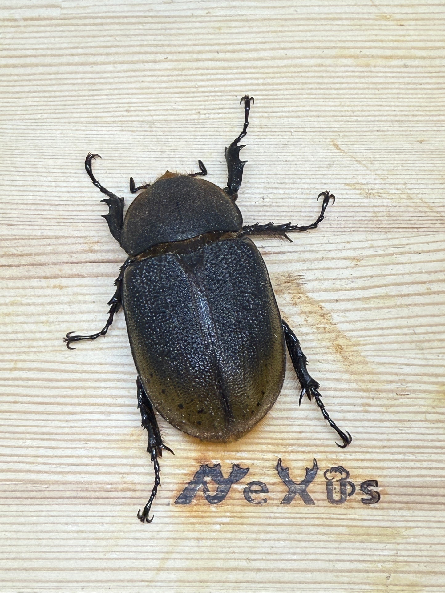 DH・エクアトリアヌス(ナポ ミサワジ) ♀68mm単品