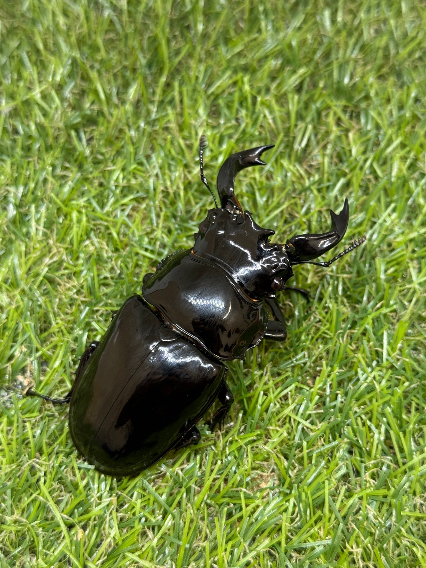タランドゥスオオツヤクワガタ ♂78.2mm成虫ペア