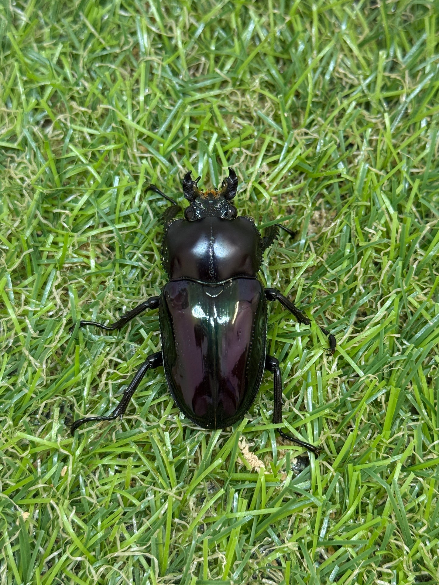 ニジイロクワガタ(紫紺血統) ♂60mm成虫ペア