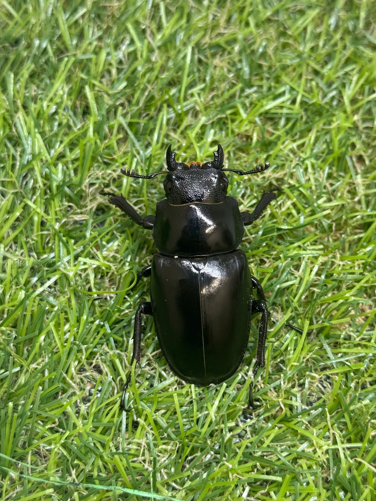 ギラファノコギリクワガタ ケイスケ ♂94mm成虫ペア