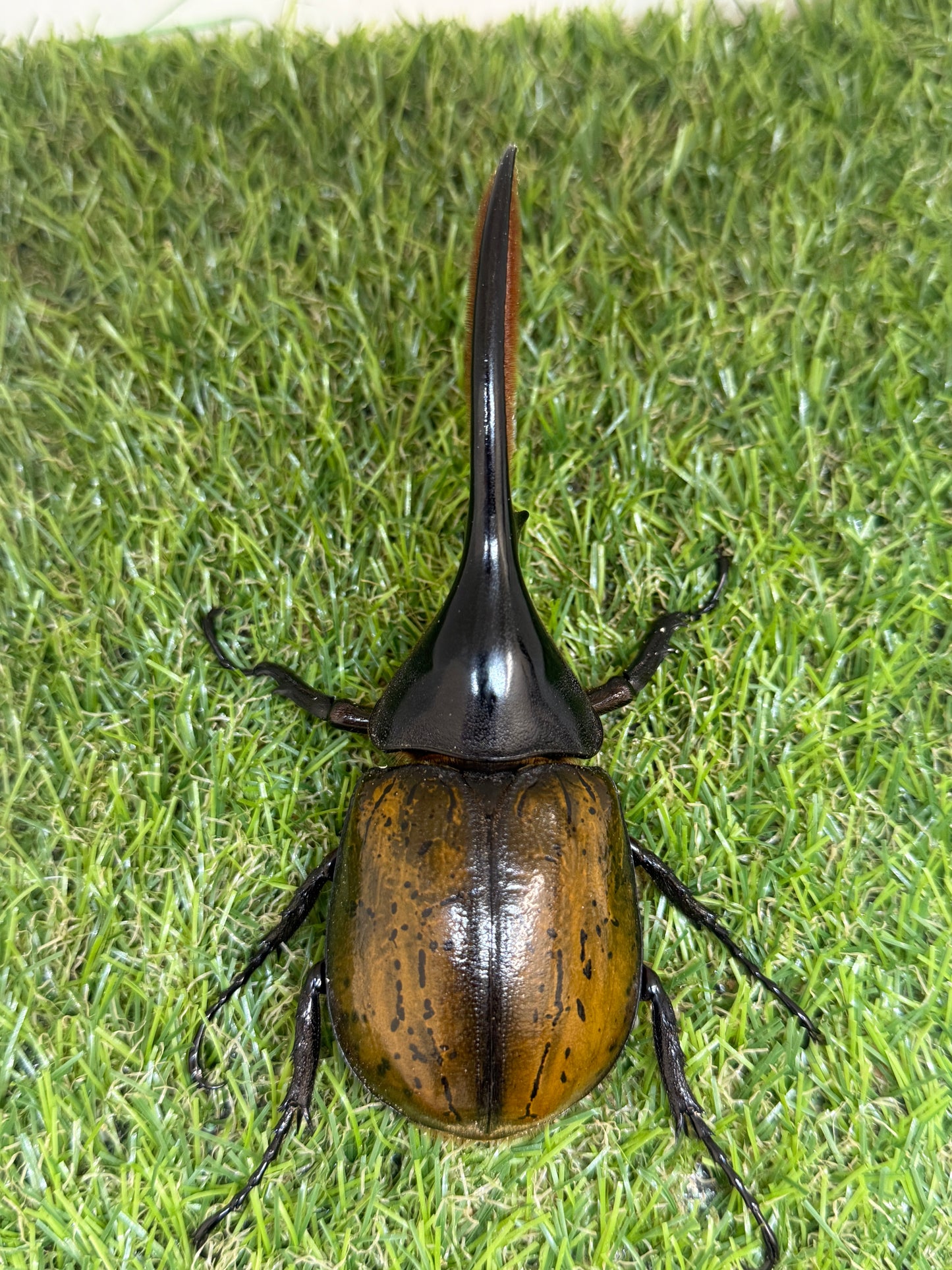 DH・エクアトリアヌス ♂125mm成虫ペア