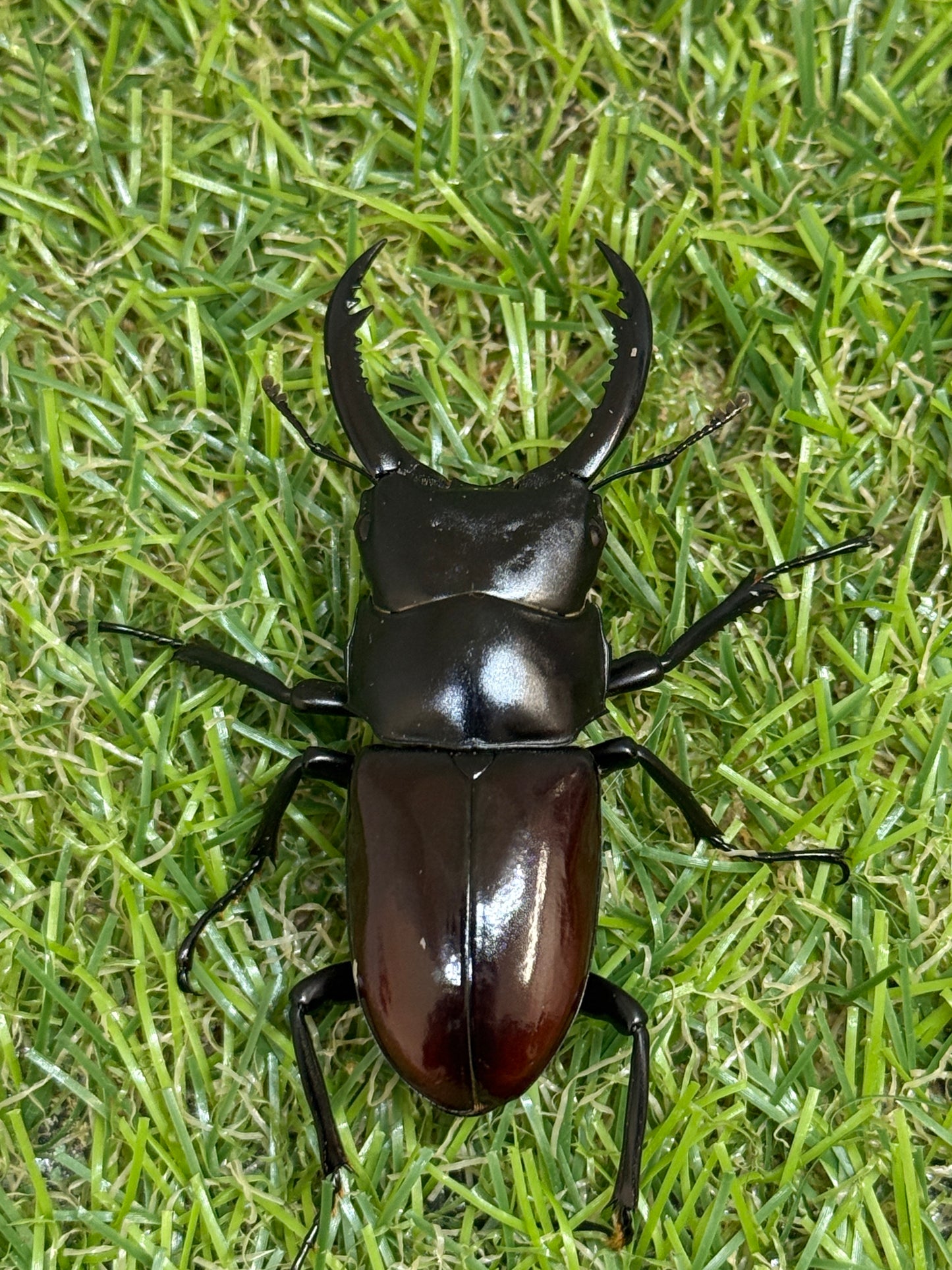アローコクワガタssp ♂56mm成虫ペア