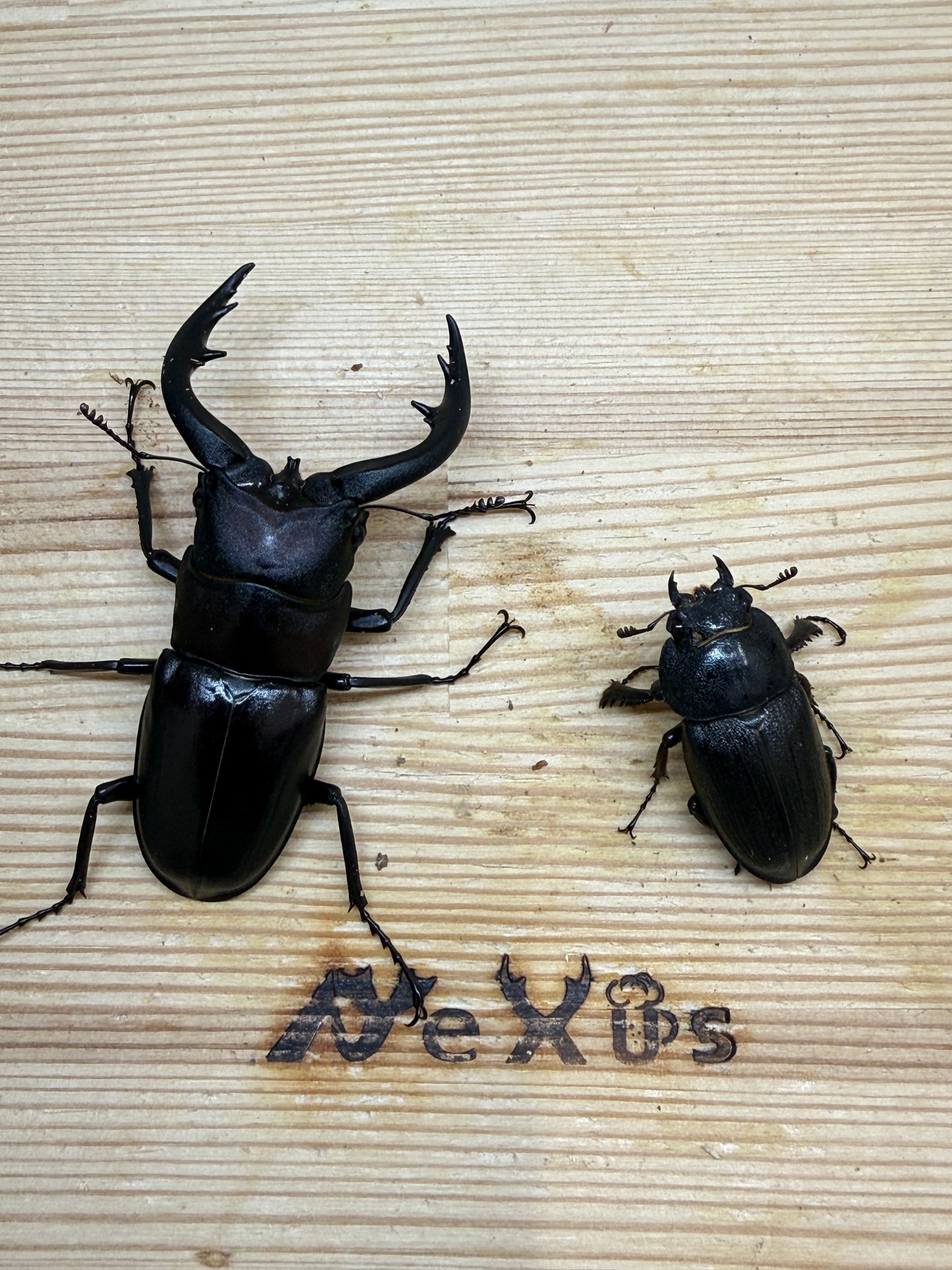 アマミノコギリクワガタ ♂65.8mm成虫ペア