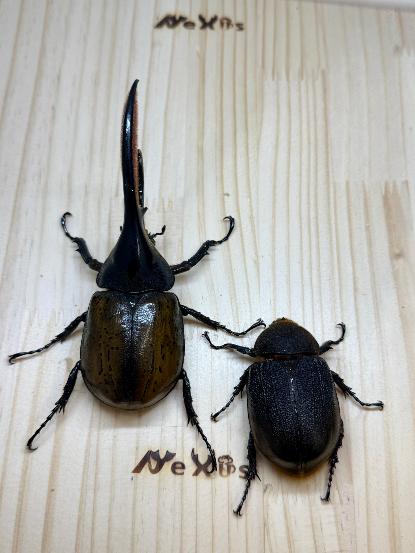 DH・エクアトリアヌス ♂125mm成虫ペア