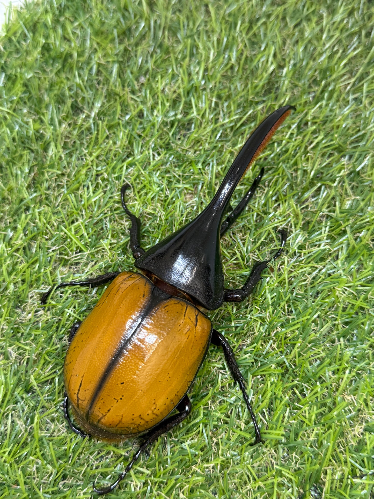 DH・エクアトリアヌス ♂124mm成虫ペア