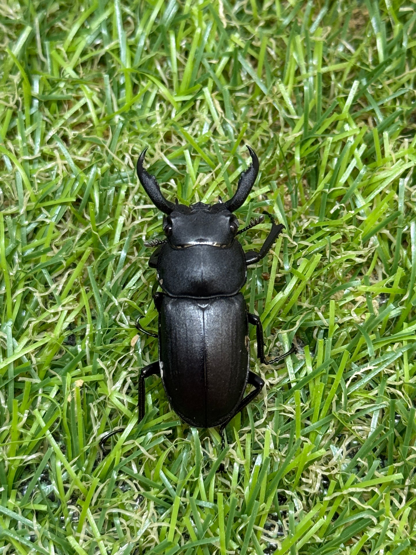 アマミシカクワガタ ♂freeサイズ成虫ペア