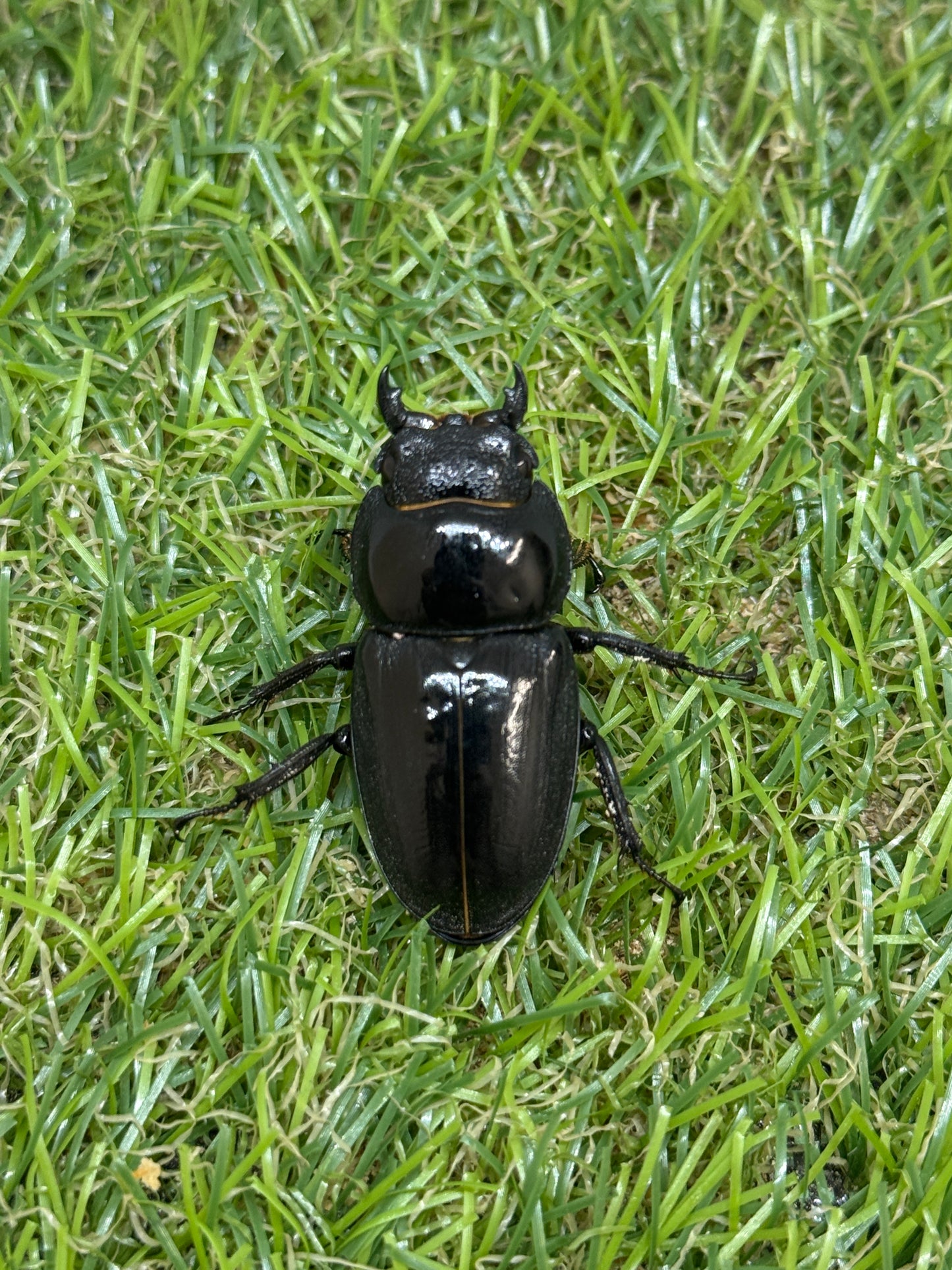 ファソルトヒラタクワガタ ♂73mm成虫ペア