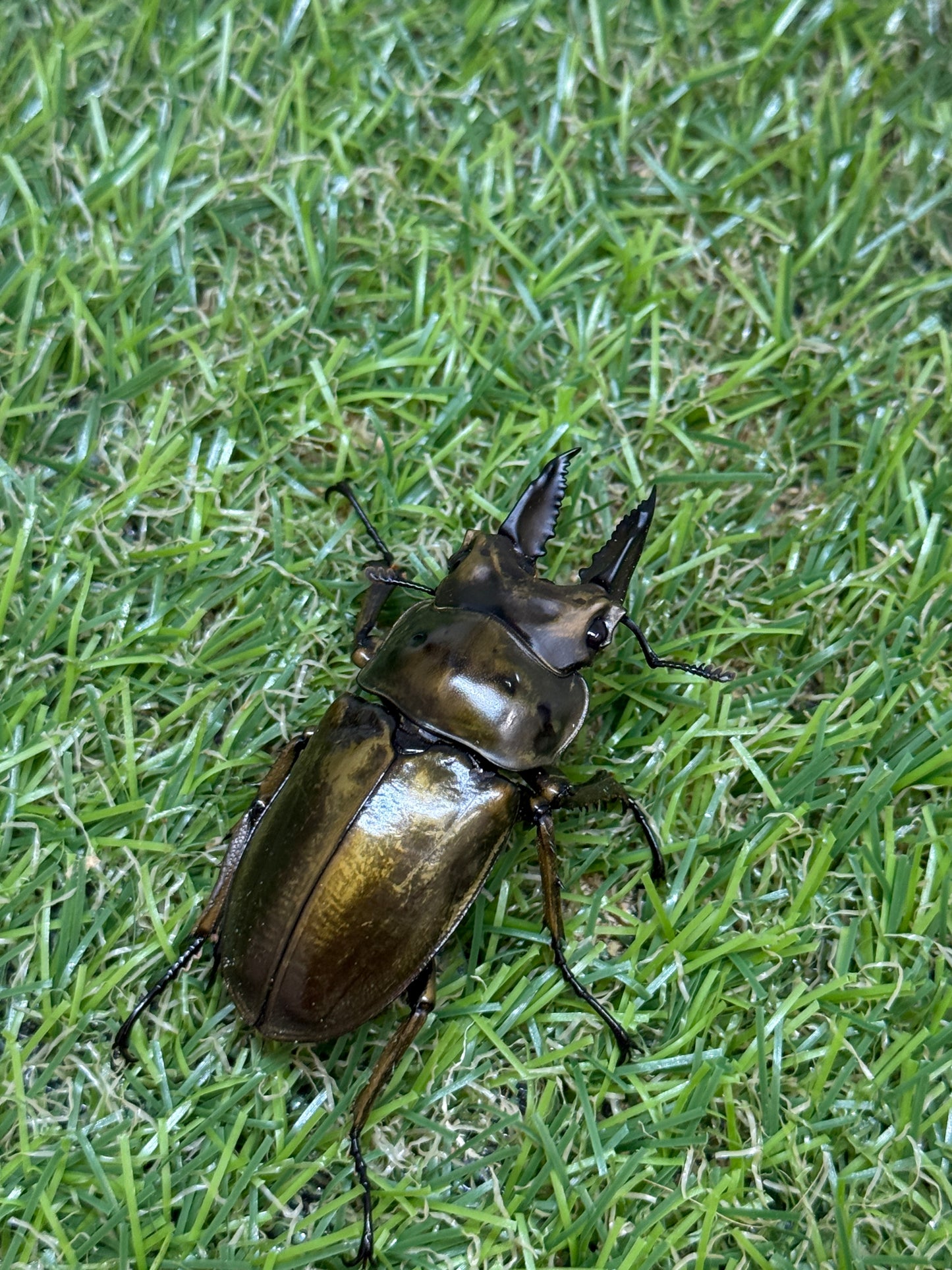 ババオウゴンオニクワガタ ♂52mm成虫ペア