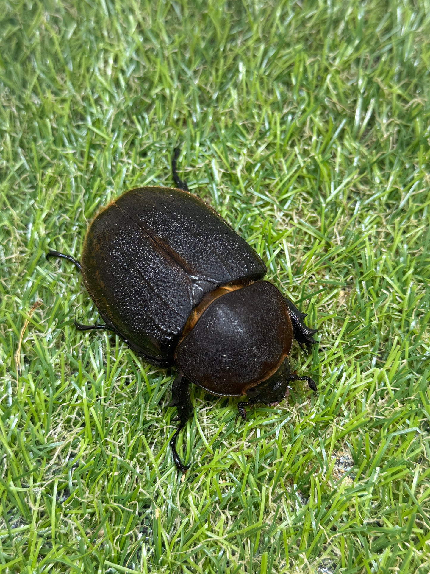 DH・エクアトリアヌス ♂132mm成虫ペア