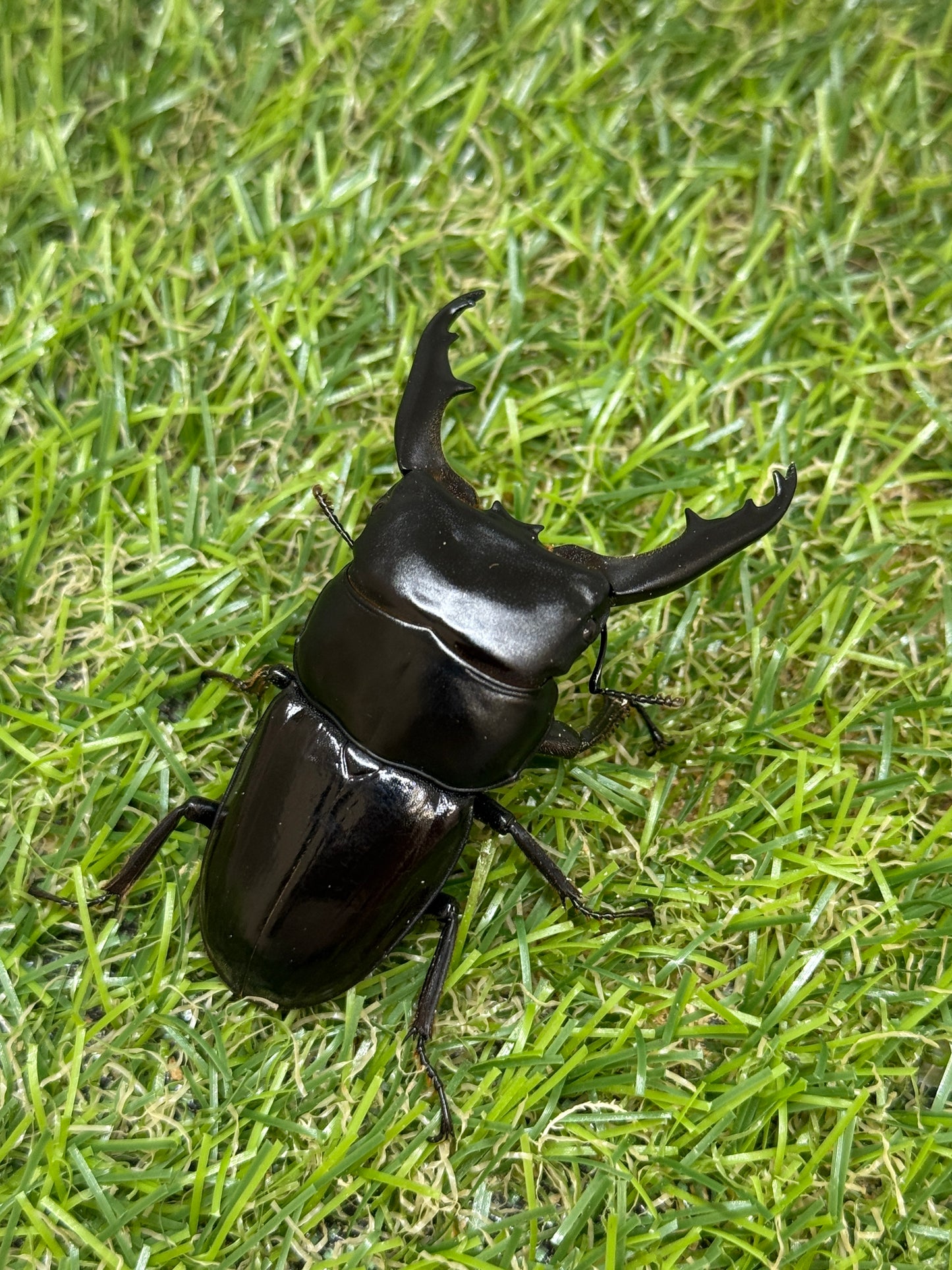 ダエダリオンヒラタクワガタ ♂60.3mm成虫ペア