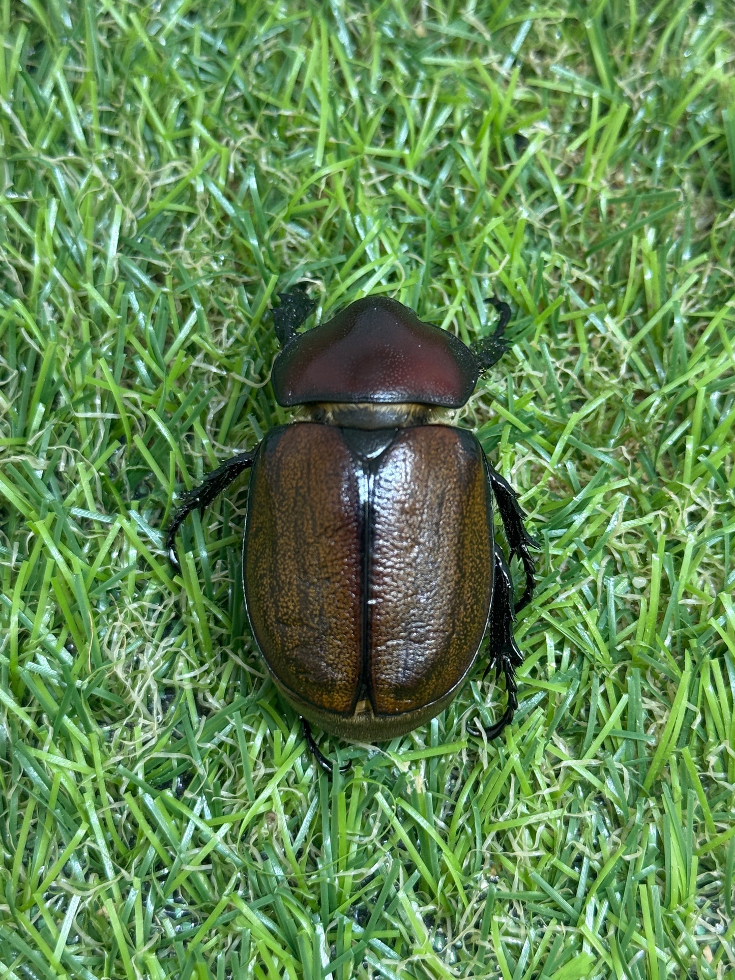 フンボルトヒナカブト ♀単品