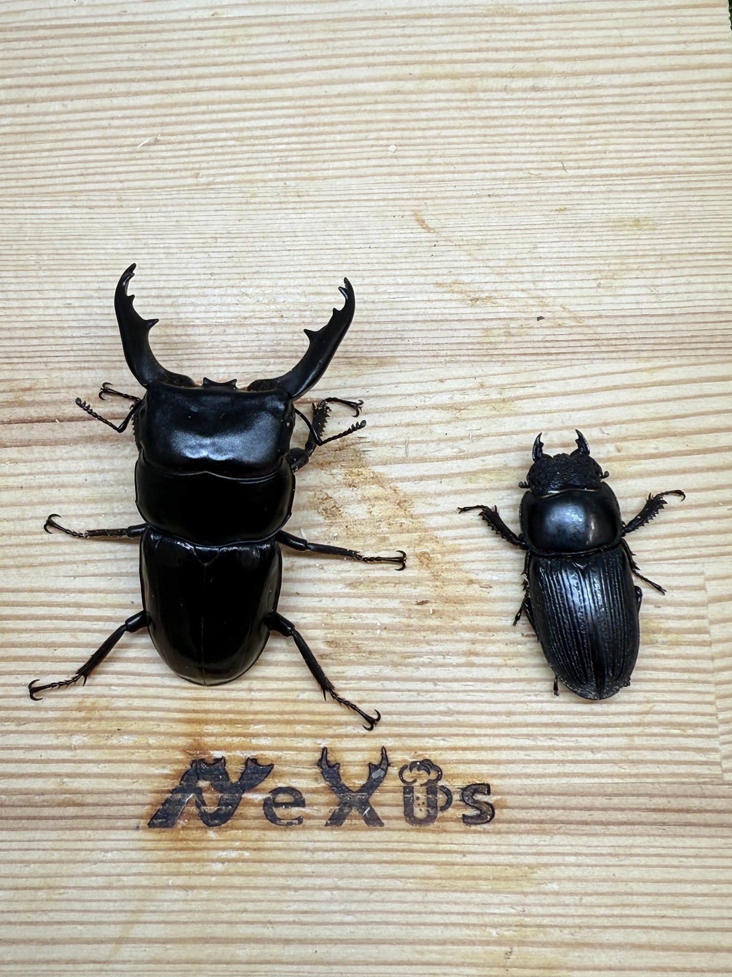 ダエダリオンヒラタクワガタ ♂60.3mm成虫ペア