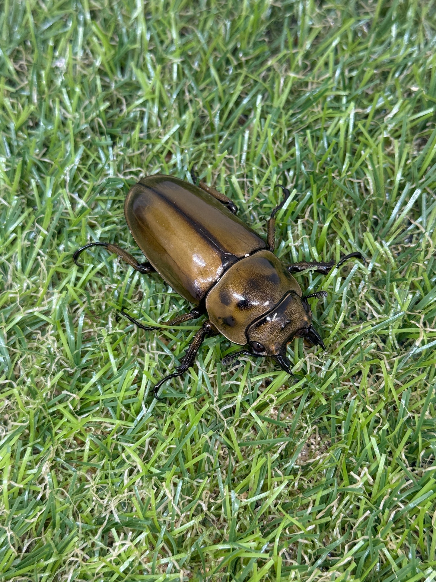 ババオウゴンオニクワガタ ♂69mm成虫ペア