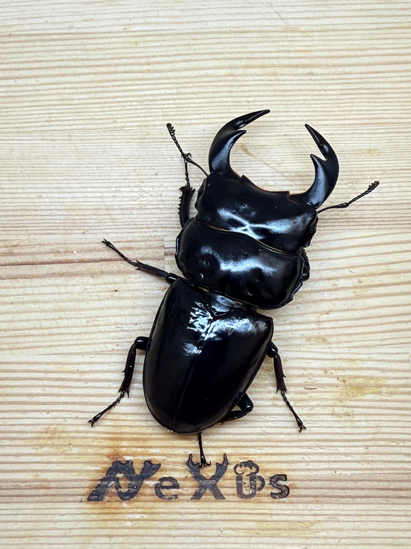 インドアンタエウスオオクワガタ ♂76mm単品