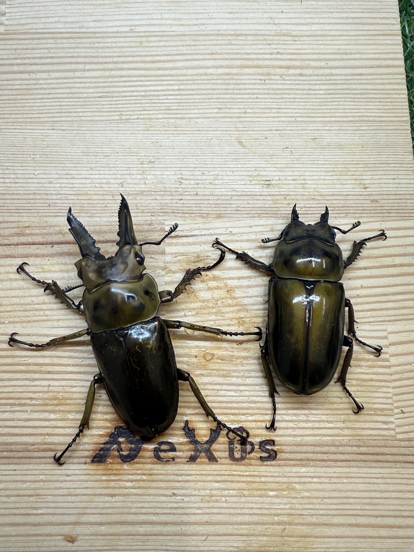 ババオウゴンオニクワガタ ♂58.8mm成虫ペア