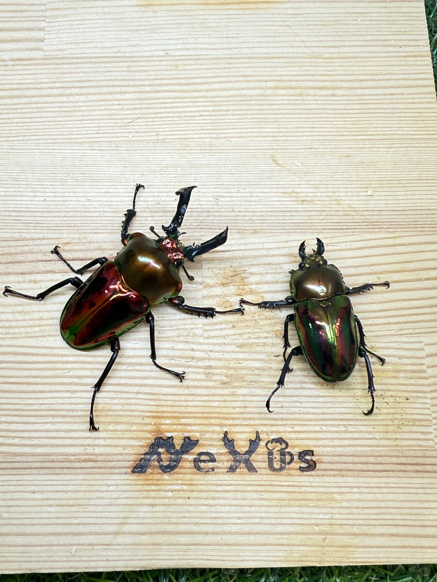 ニジイロクワガタ(レッド系) ♂52.5mm成虫ペア