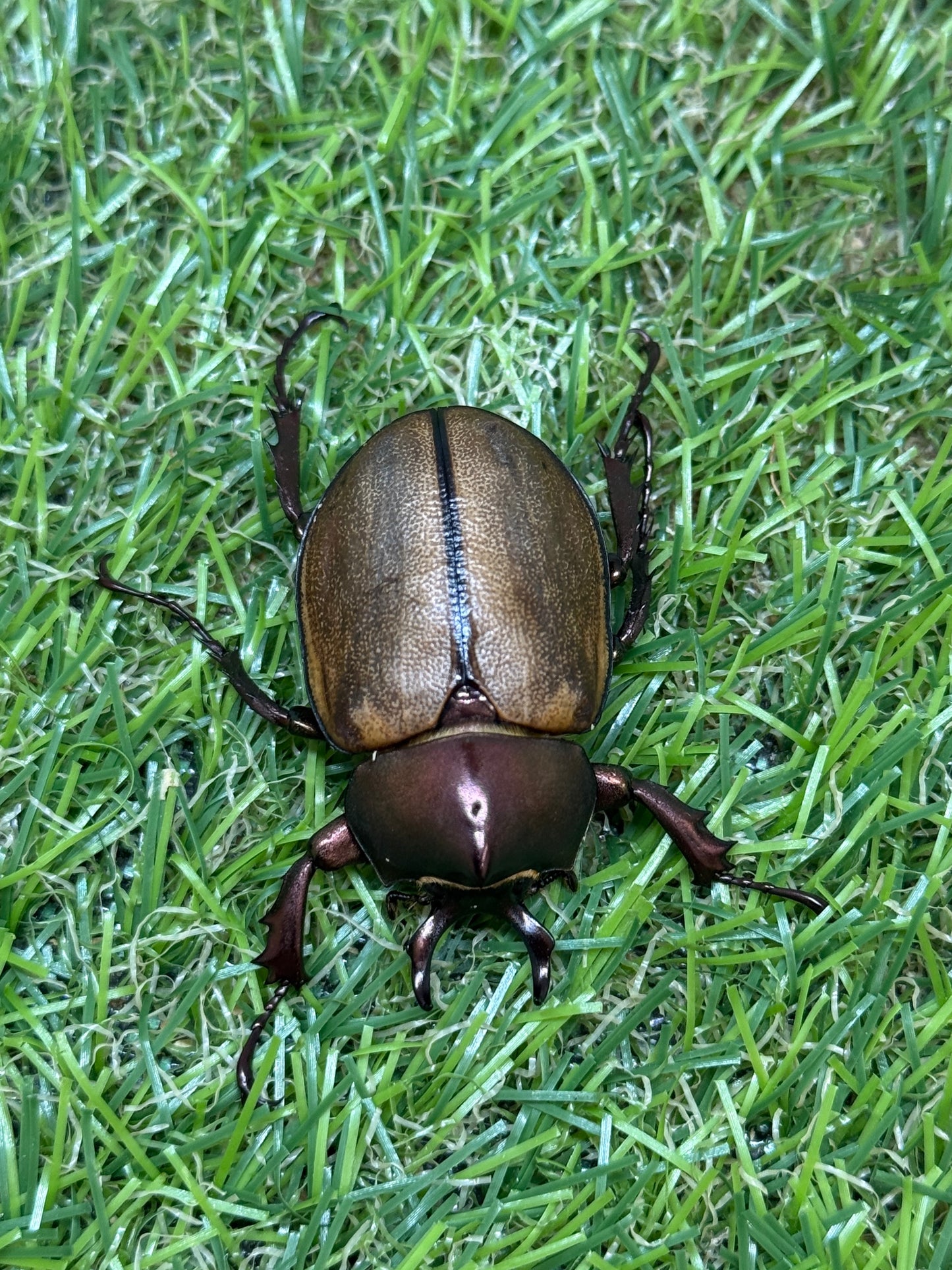 マルガリータヒナカブト ♂freeサイズ成虫ペア