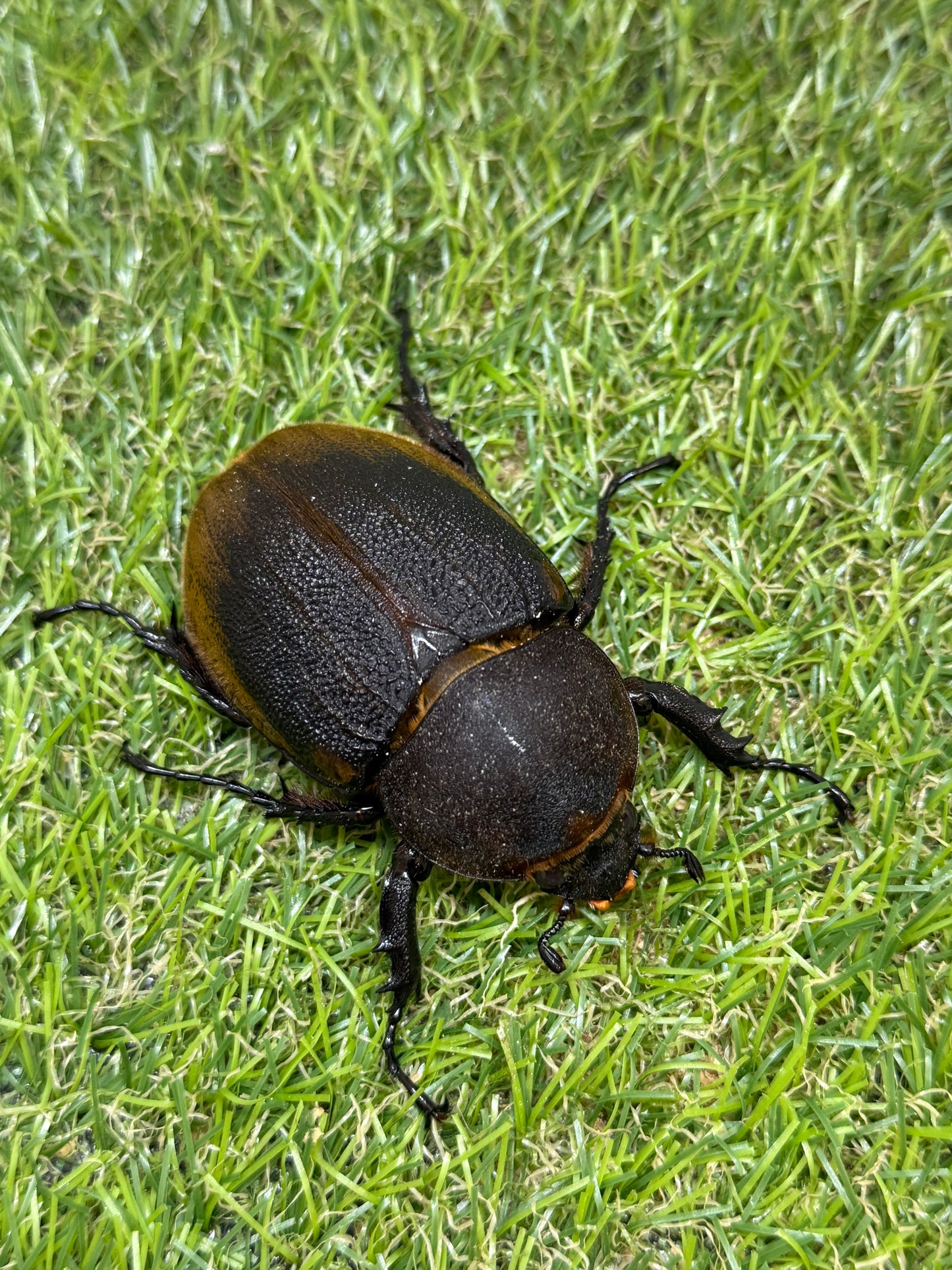 DH・エクアトリアヌス ♂124mm成虫ペア