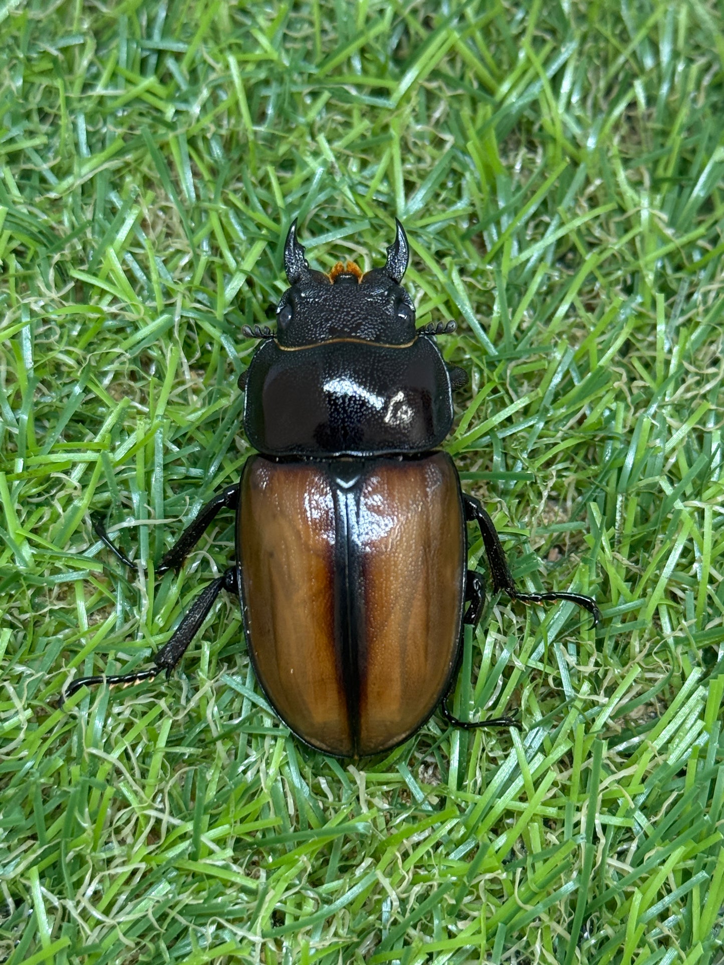 ラフェルトノコギリクワガタ ♂70mm成虫ペア