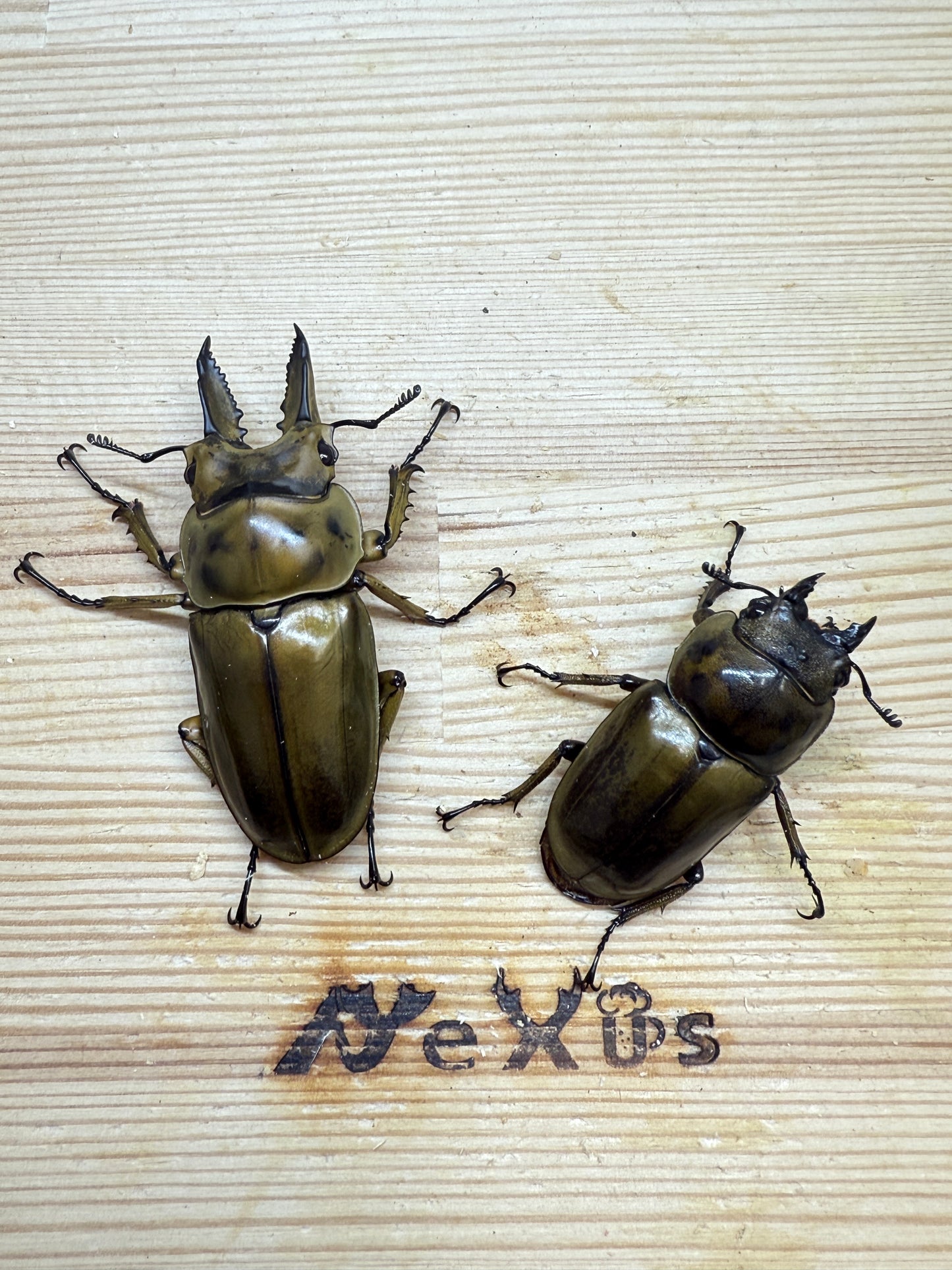 ババオウゴンオニクワガタ ♂56.5mm成虫ペア