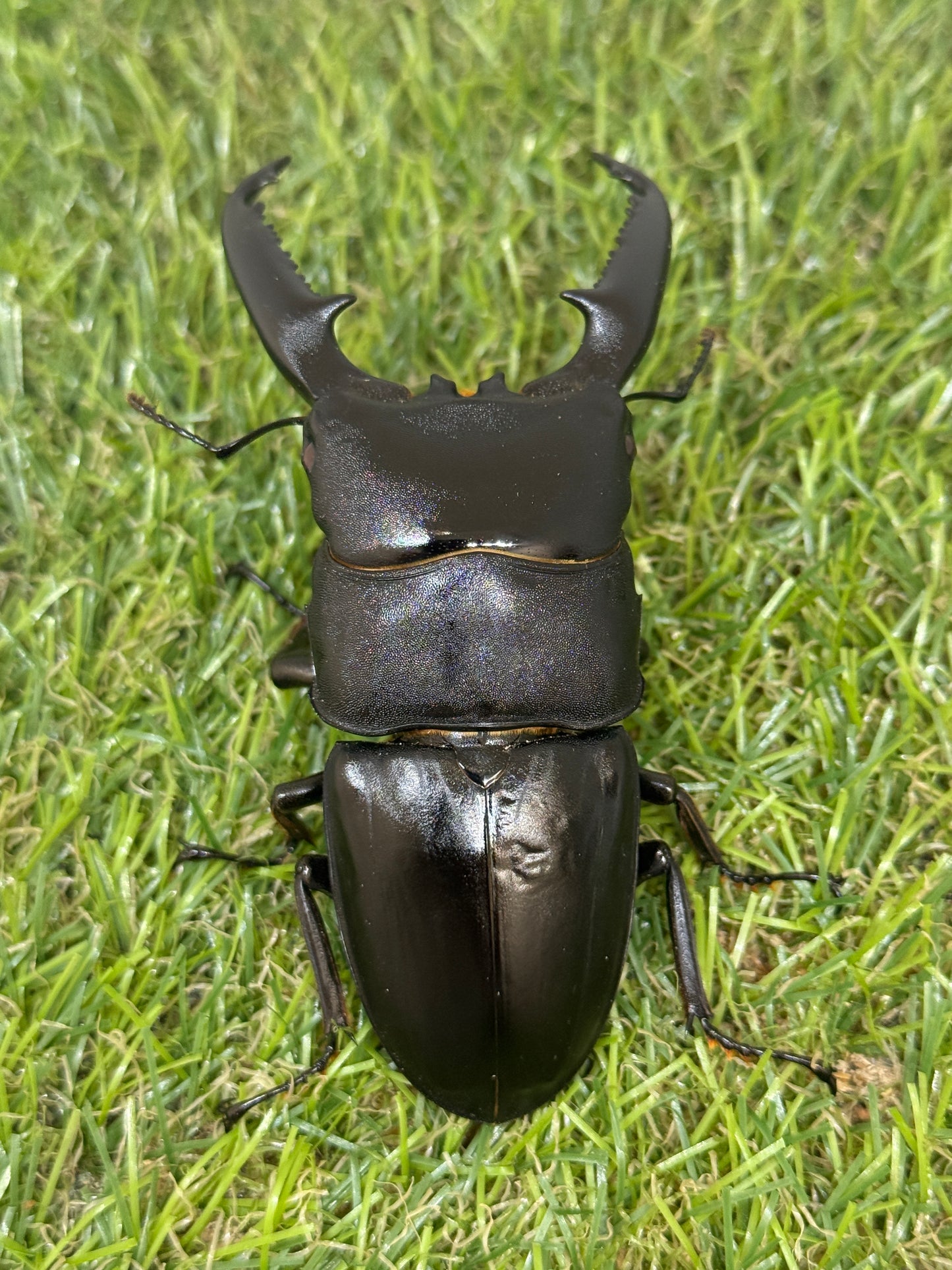 パラワンオオヒラタクワガタ(レッドアイ血統)♂90.5mm成虫ペア