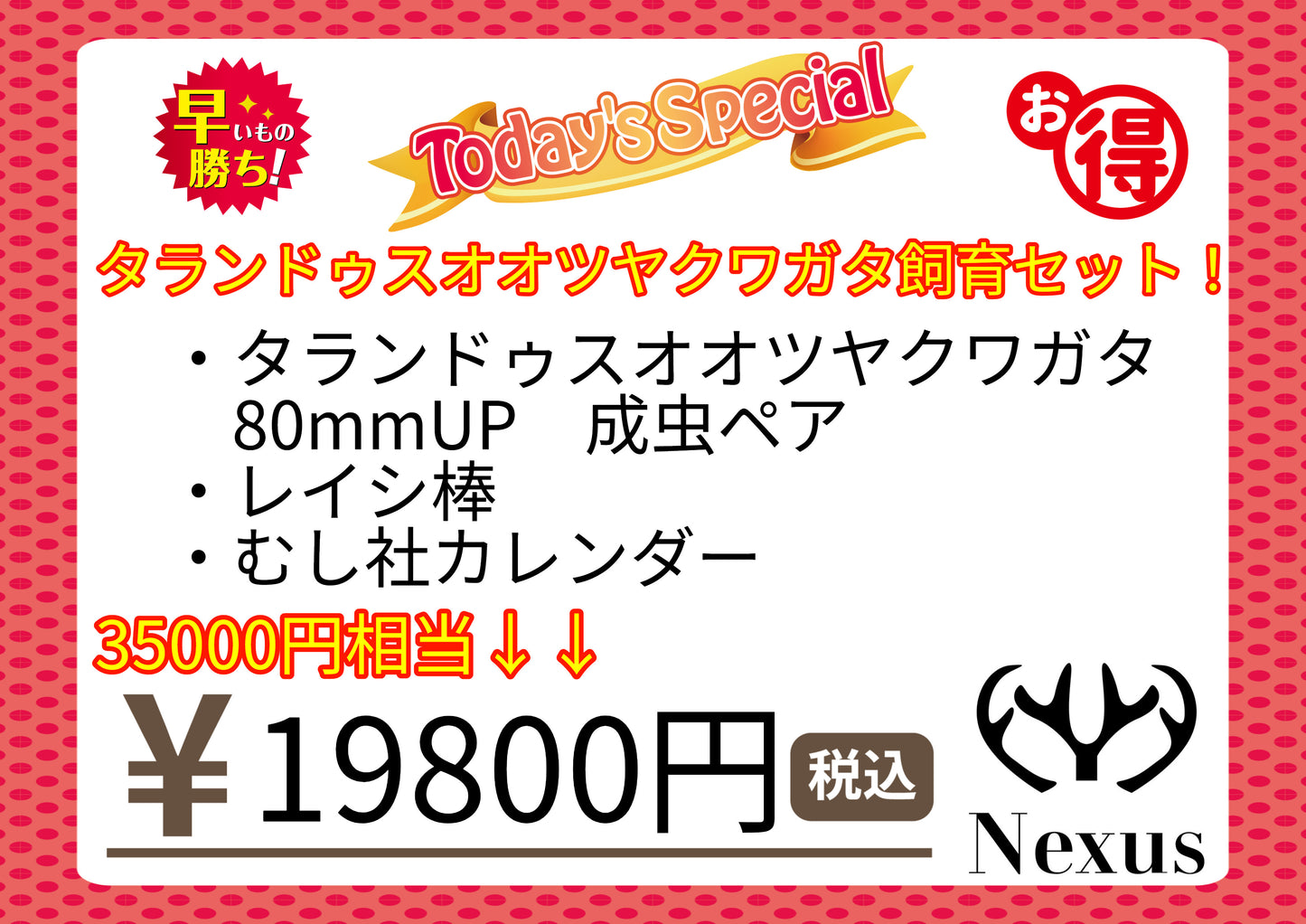 福袋 タランドゥスオオツヤクワガタ飼育セット!②